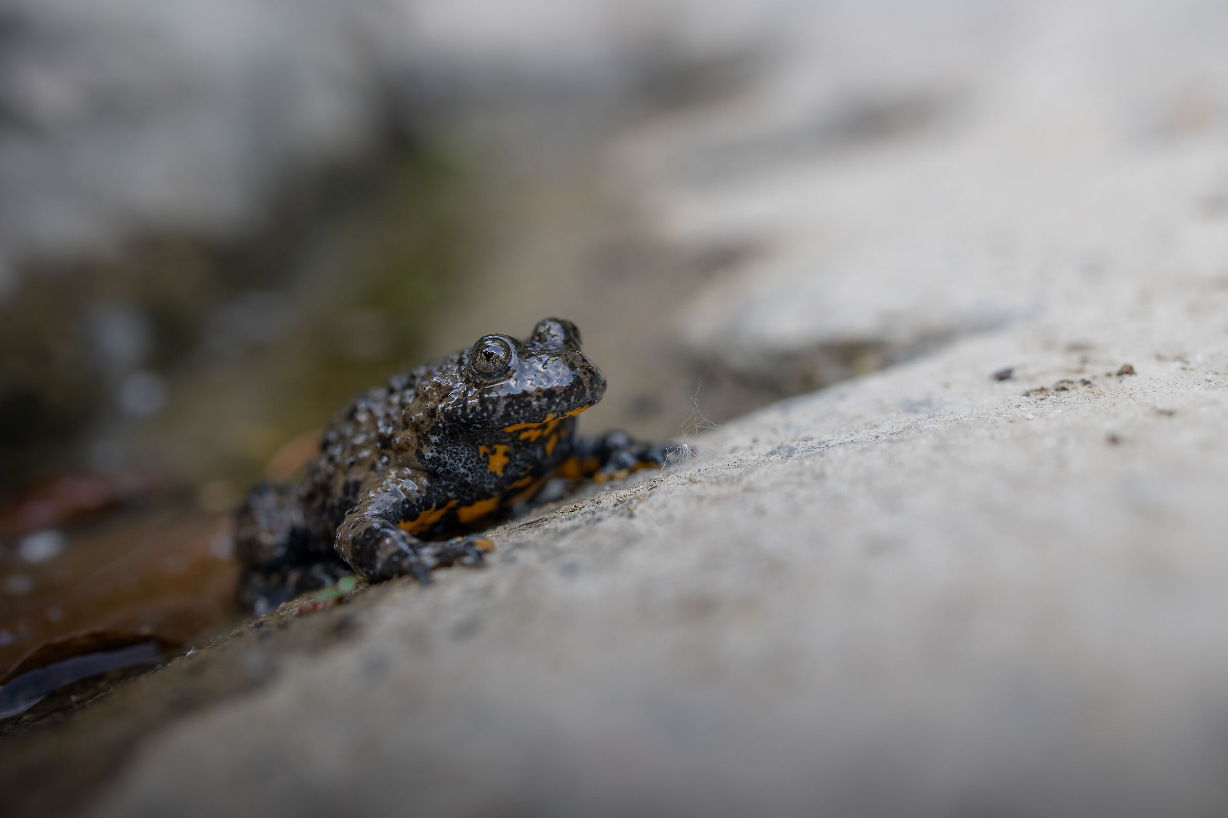 The peaceful face of the Toad