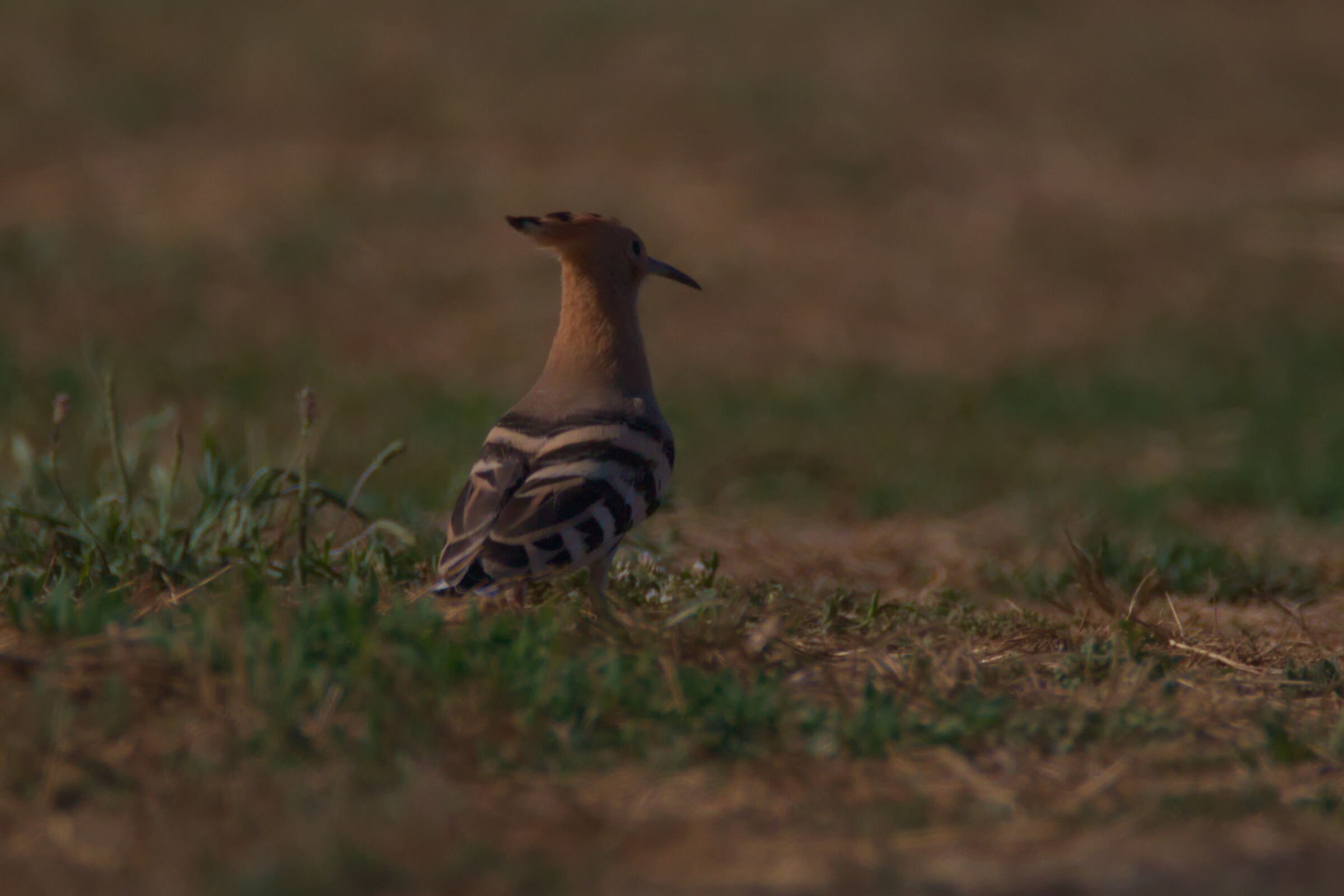 Hoopoe
