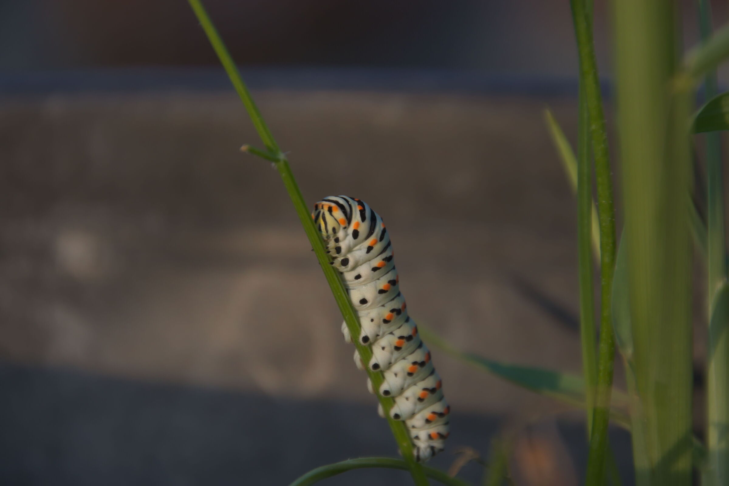 Caterpillar