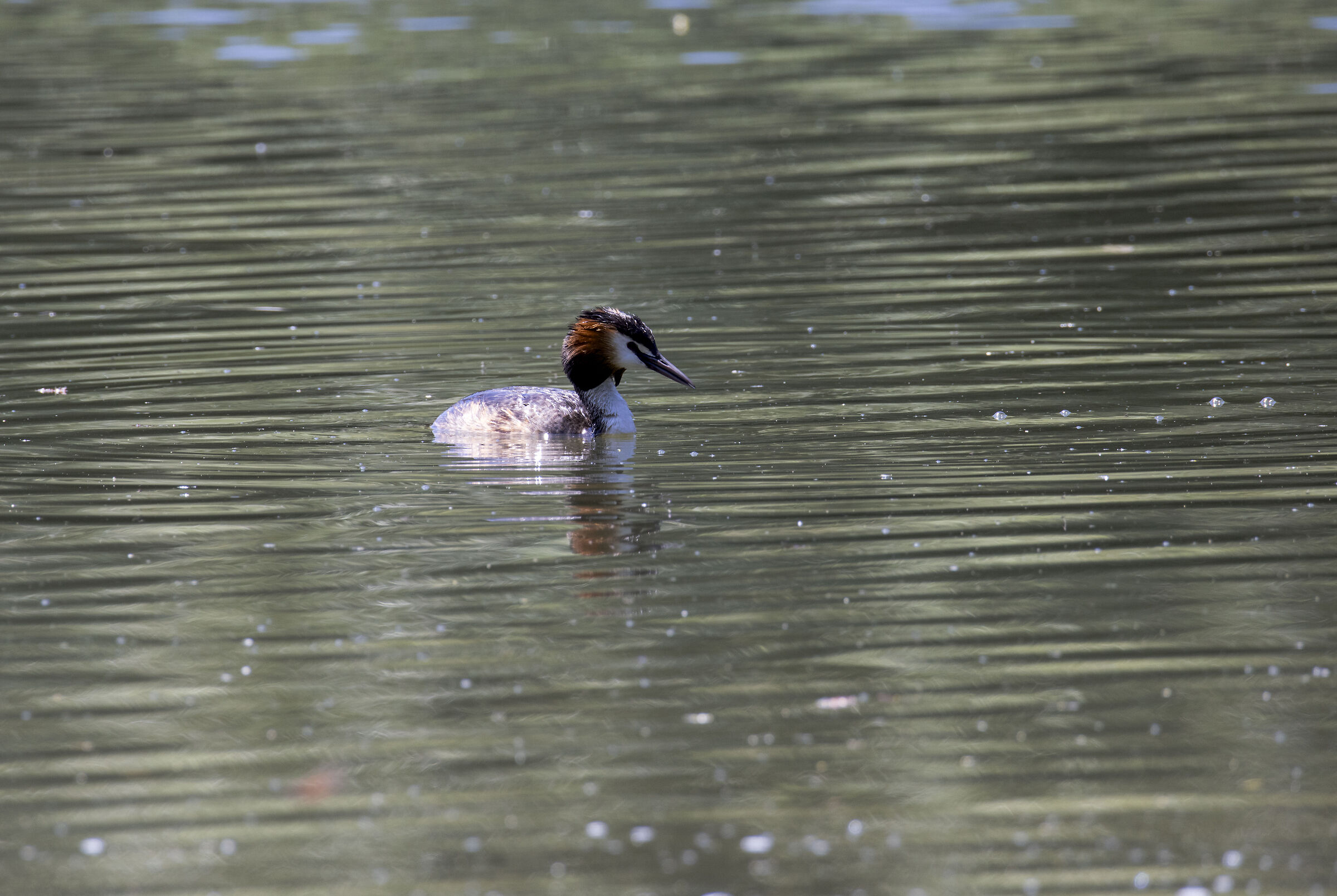 Great crested grebe
