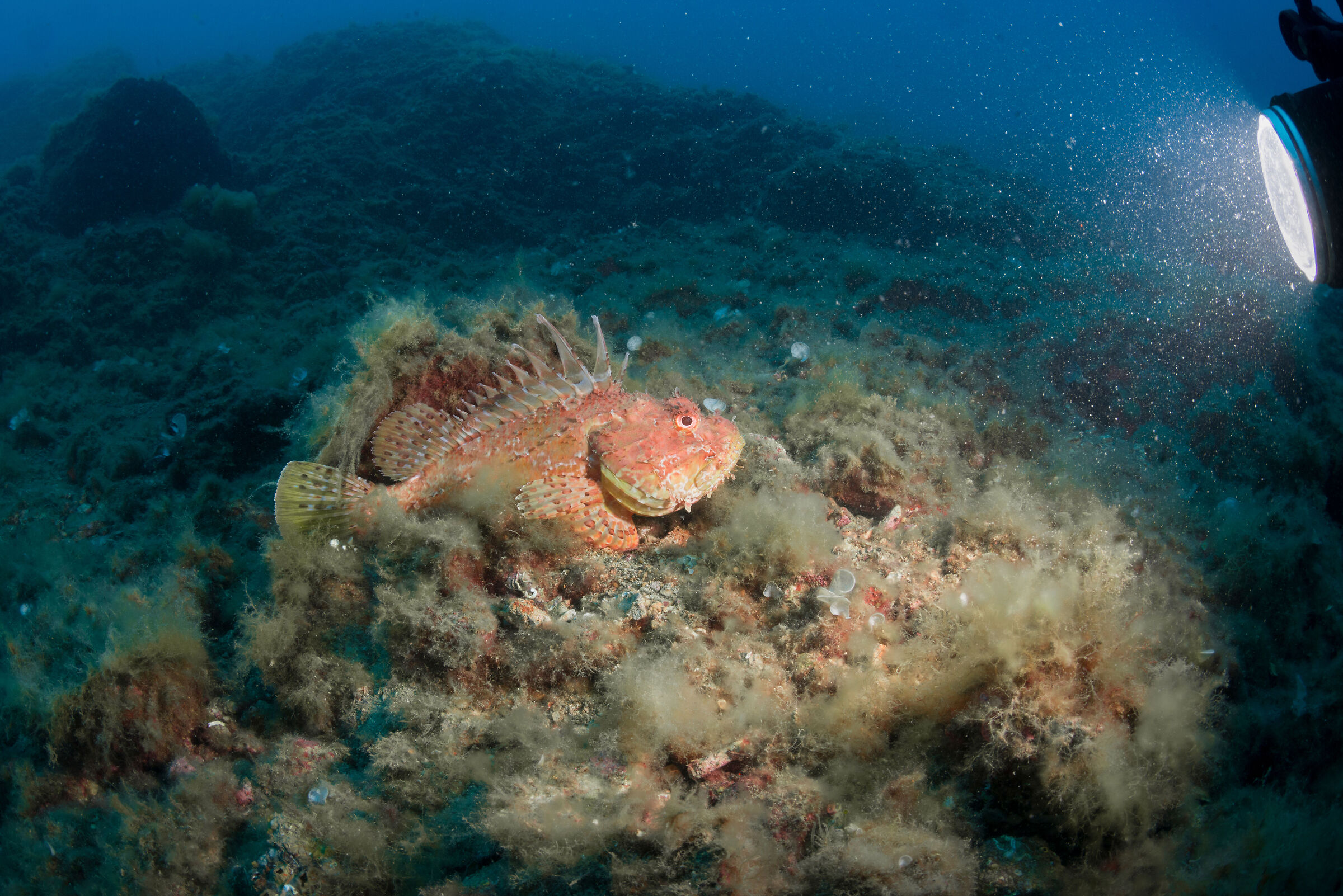 scorfano di un certo livello