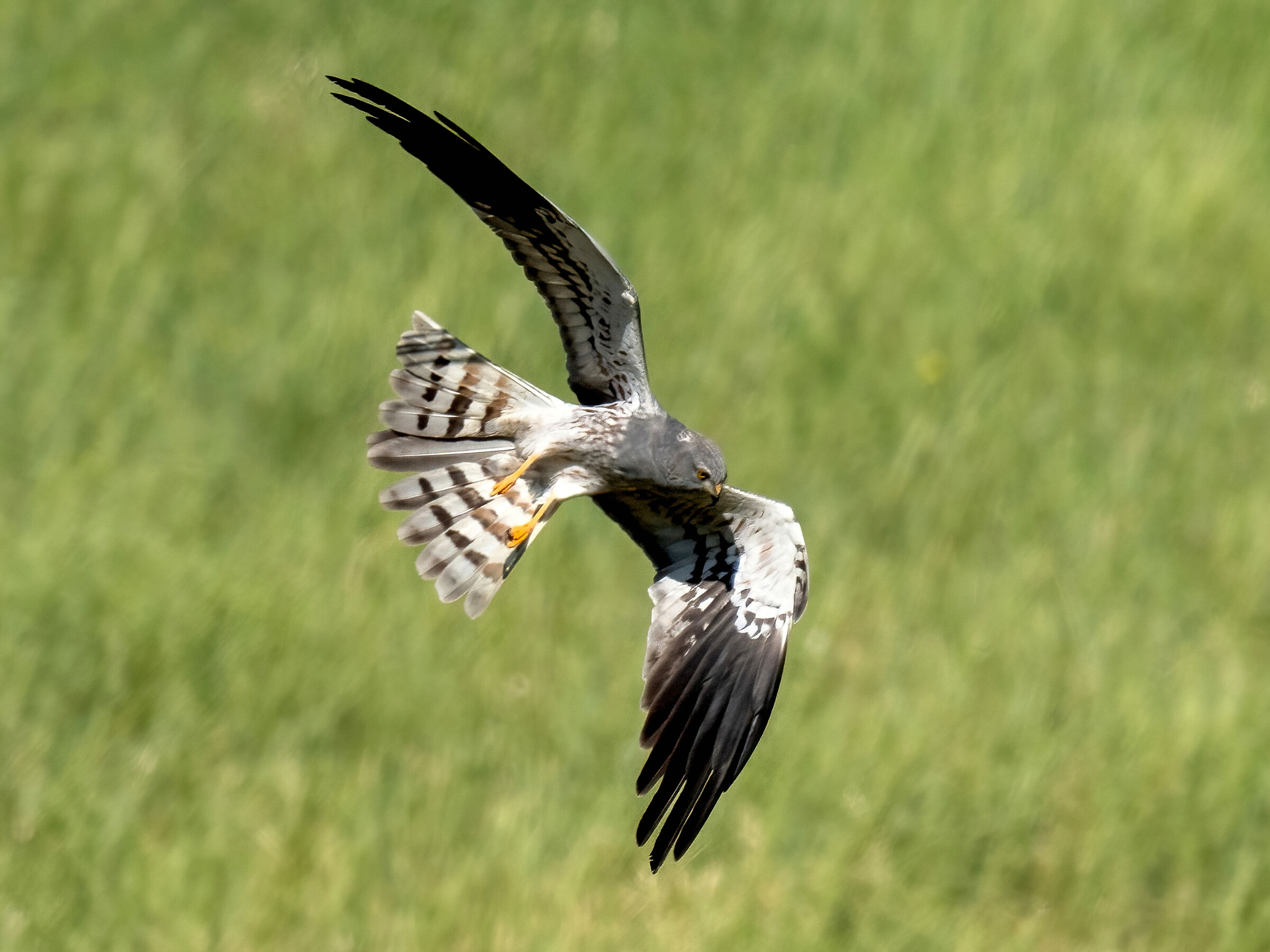 Montagu's Harrier (Circus pygargus) -male