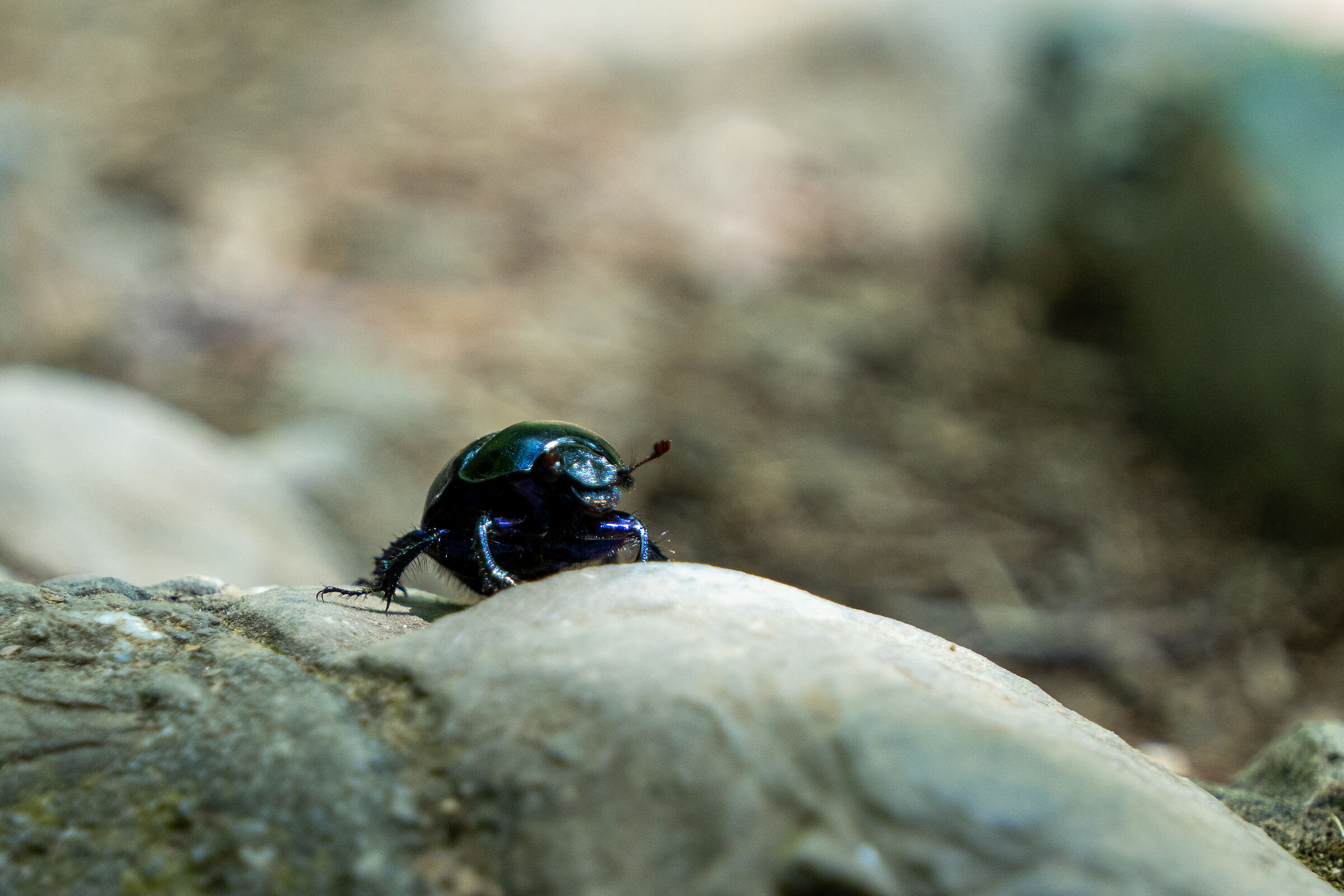 Blue Bug