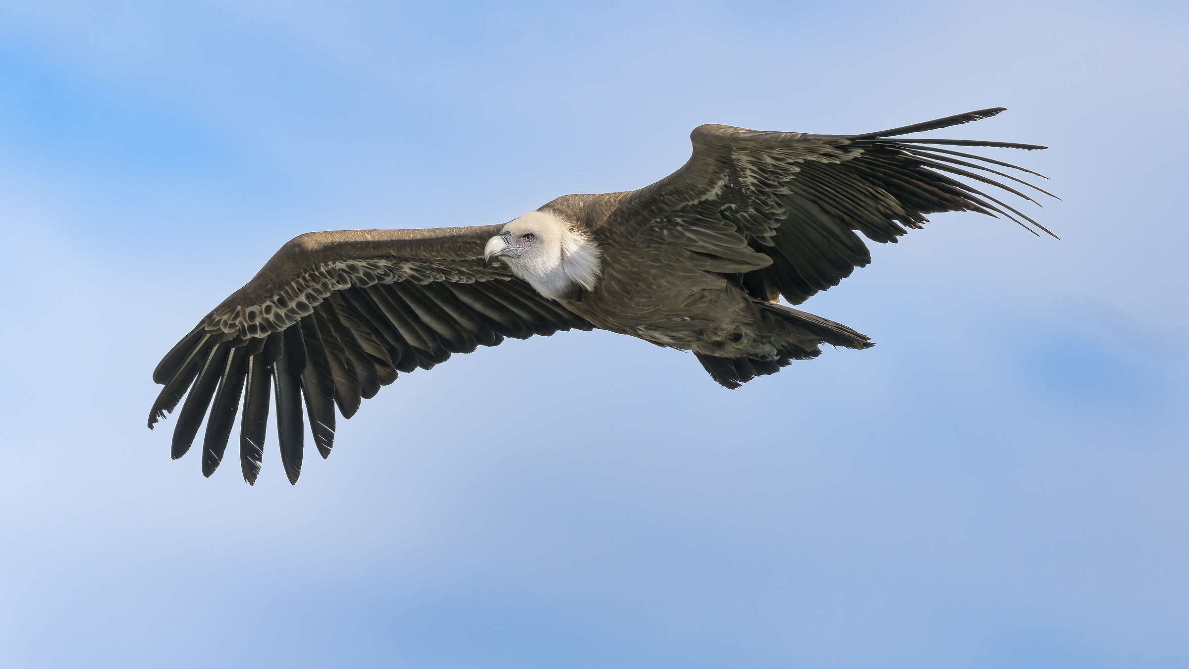 Grifone - Orsiera Park - Rocciavrè