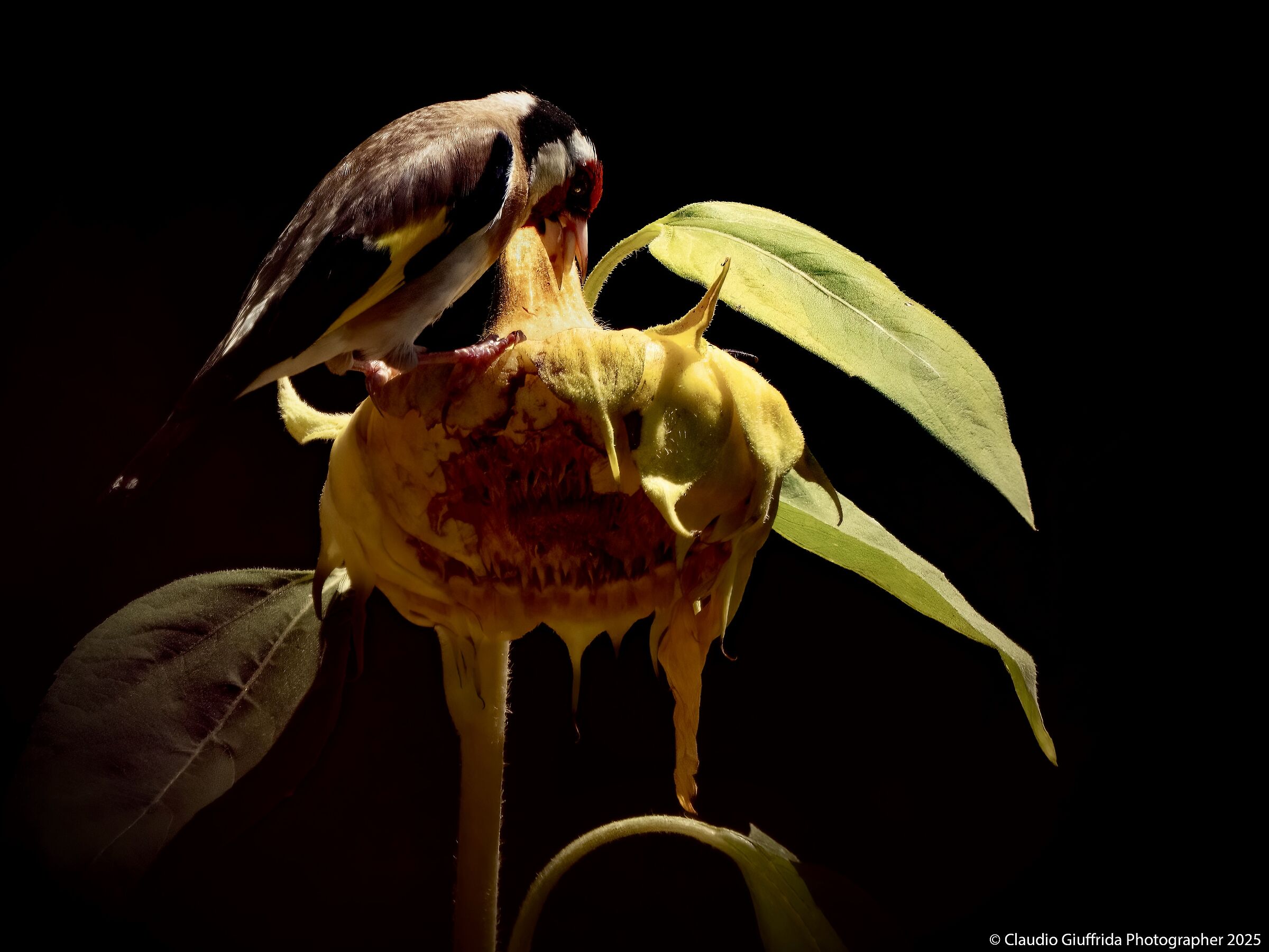 Carduelis carduelis