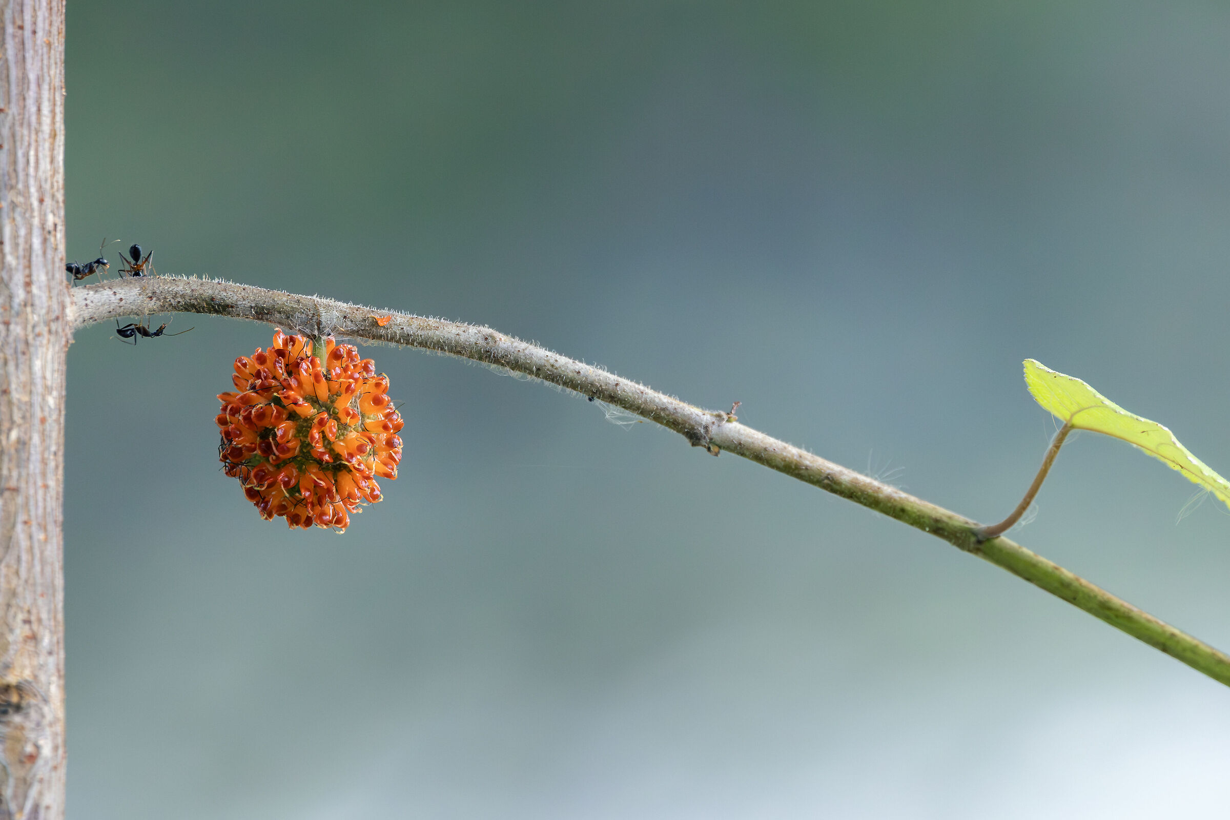 L'impiccagione del corona virus