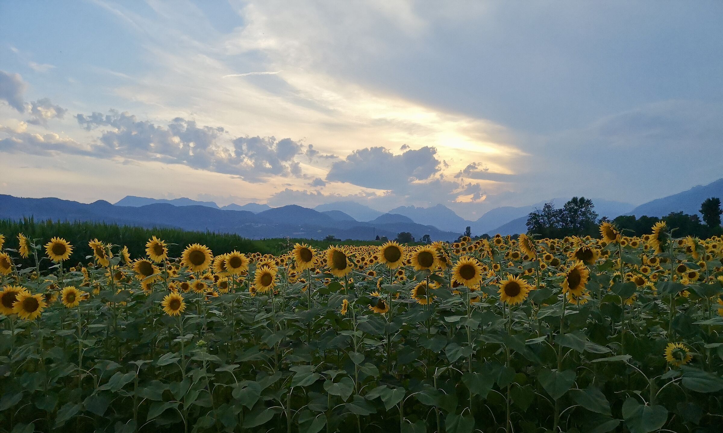 i campi di Malo