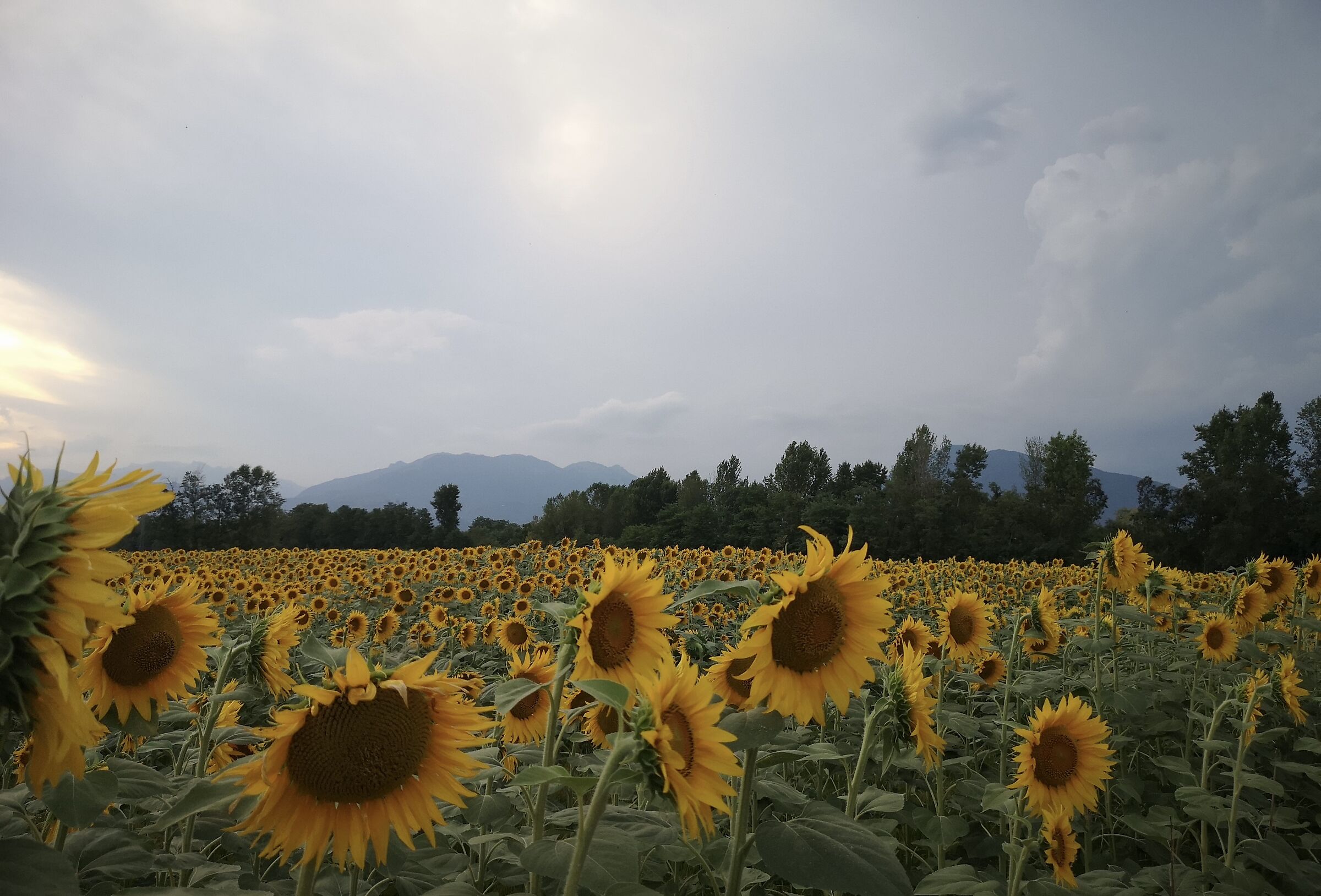 i campi di Malo