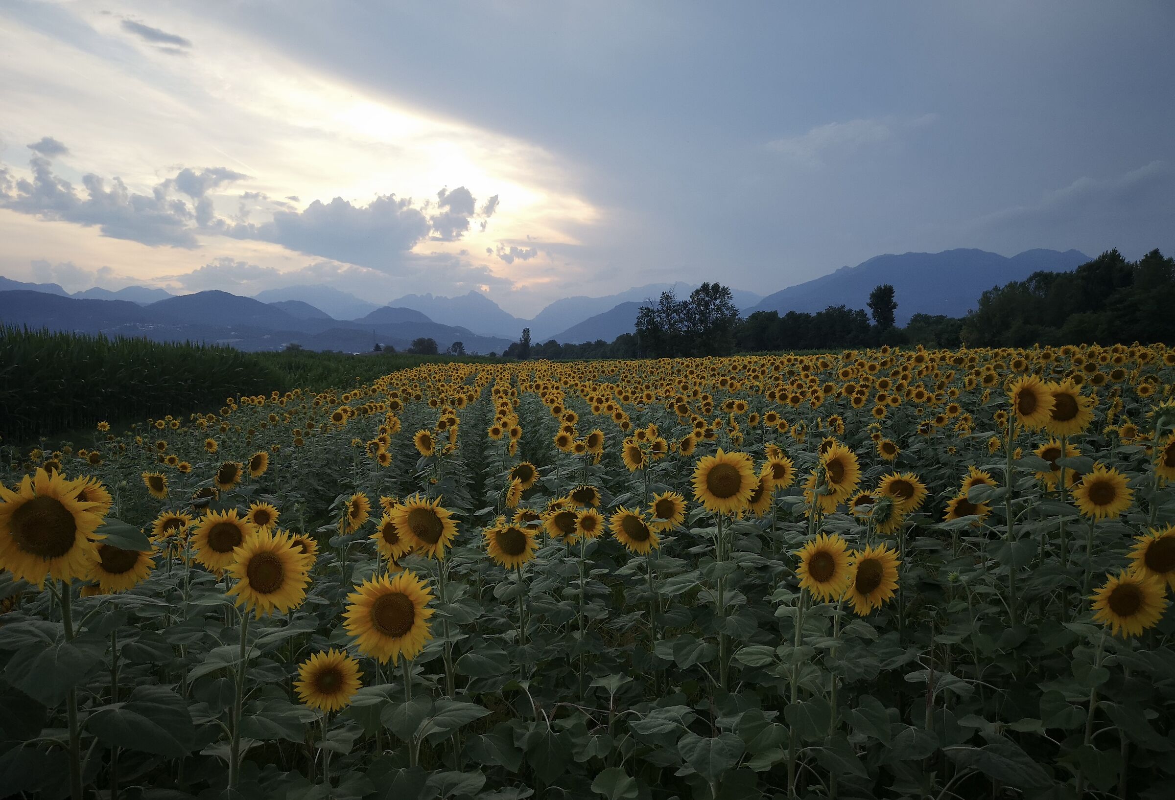 i campi di Malo