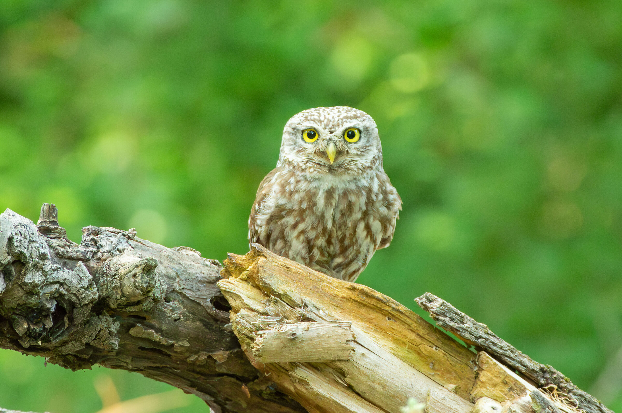 Owl