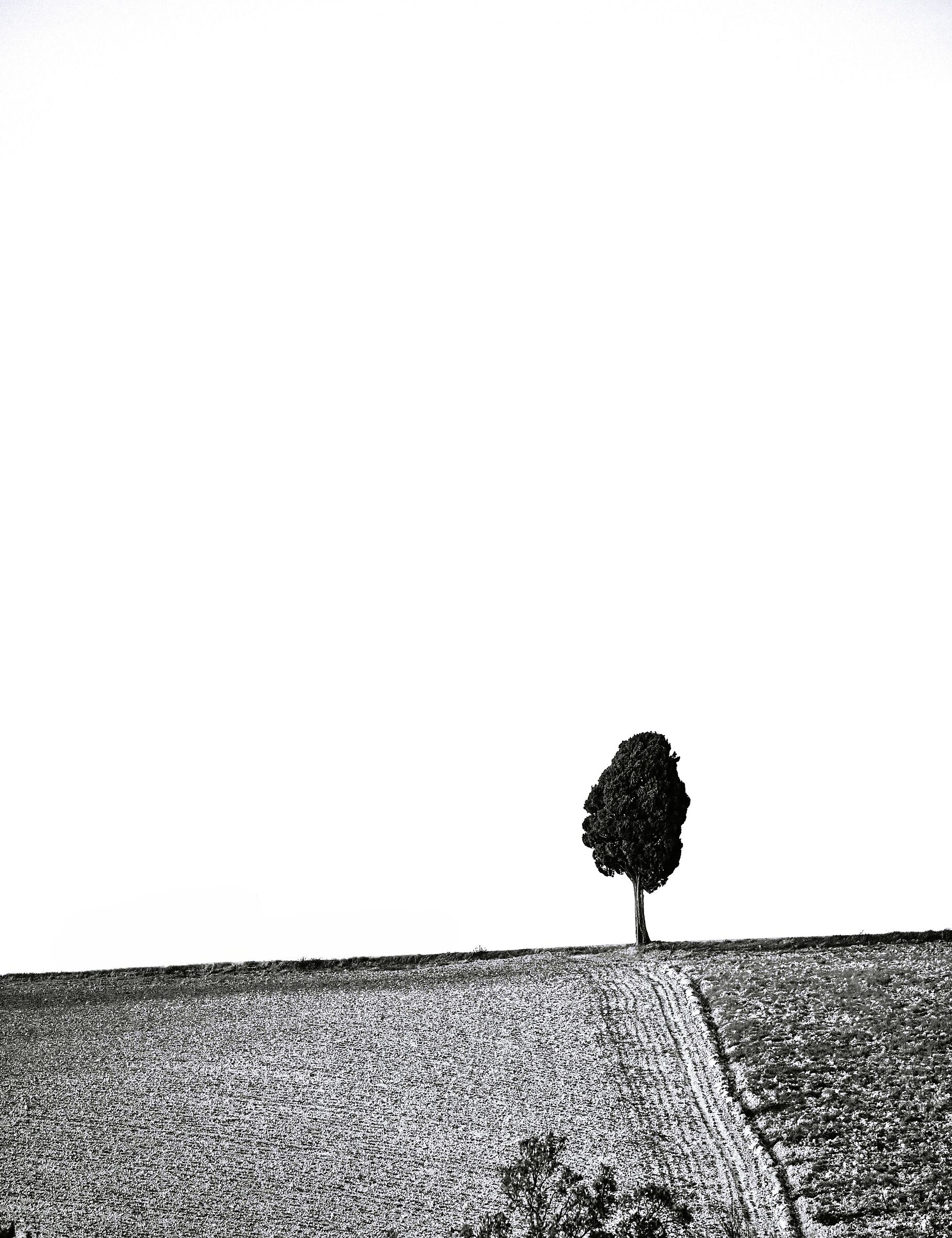 Ridge
