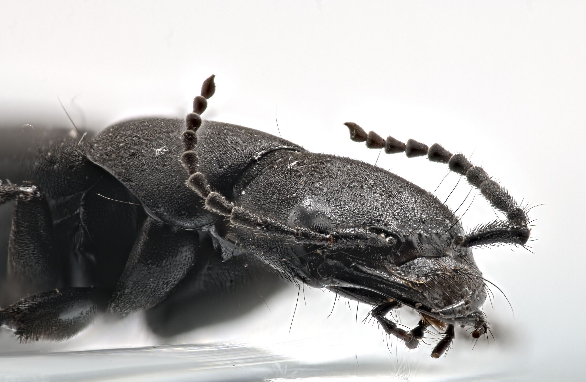 Ocypus olens (cocchiere del diavolo) 2