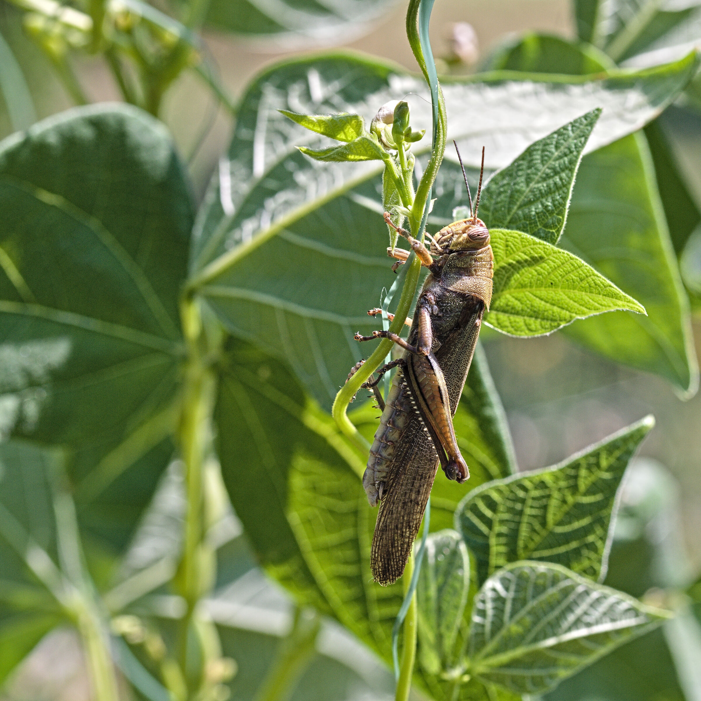 I cattivi di A Bug's Life