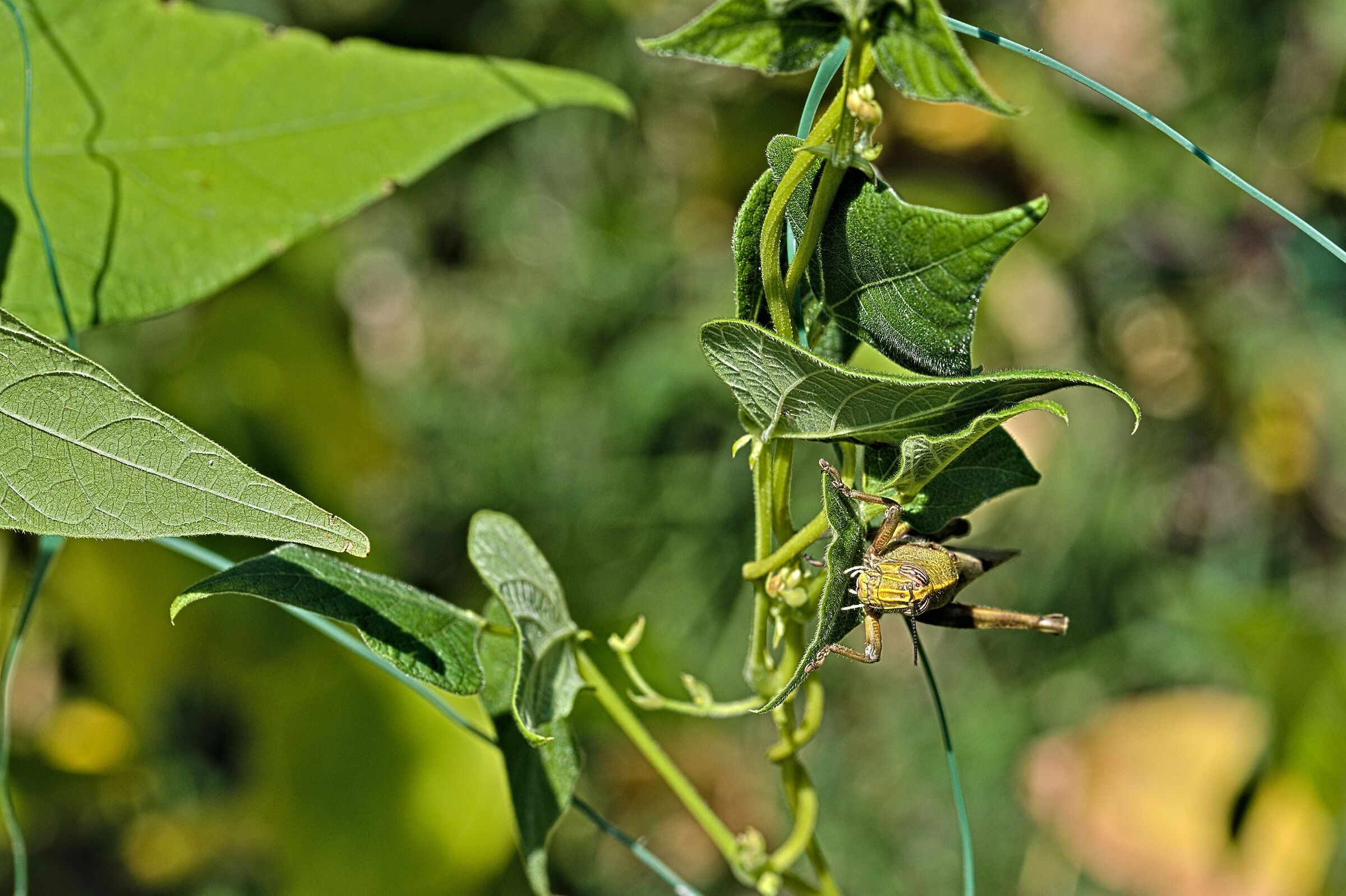 I cattivi di A Bug's Life - 2