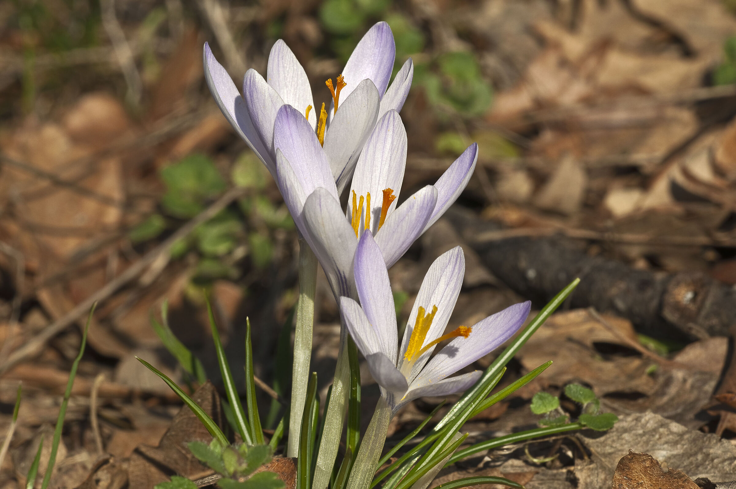 Crocus