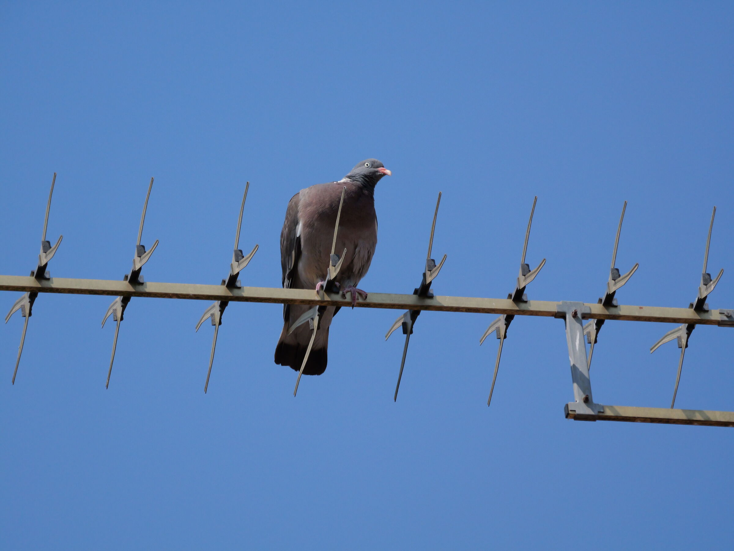 wood pigeon