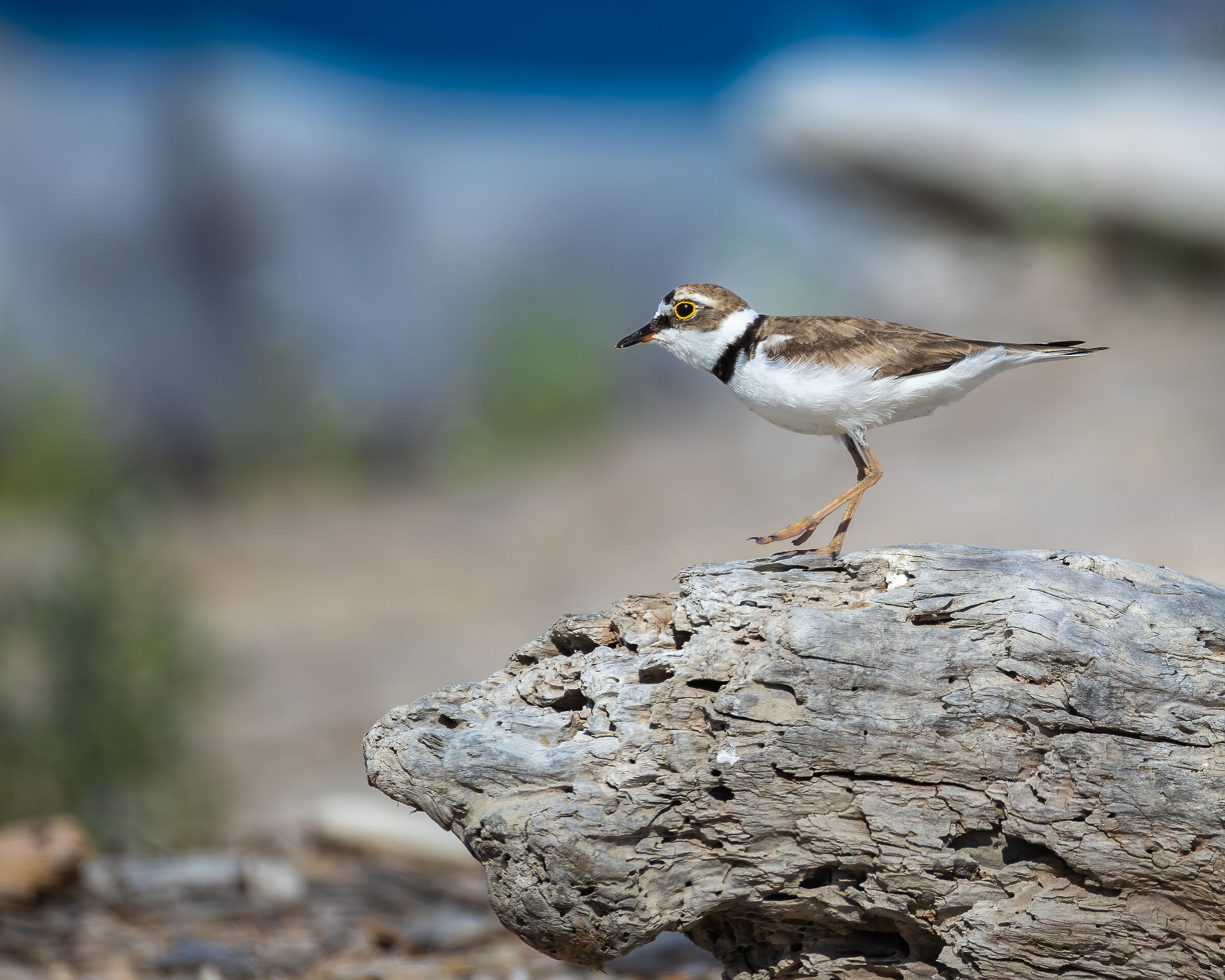 Little ringed plover