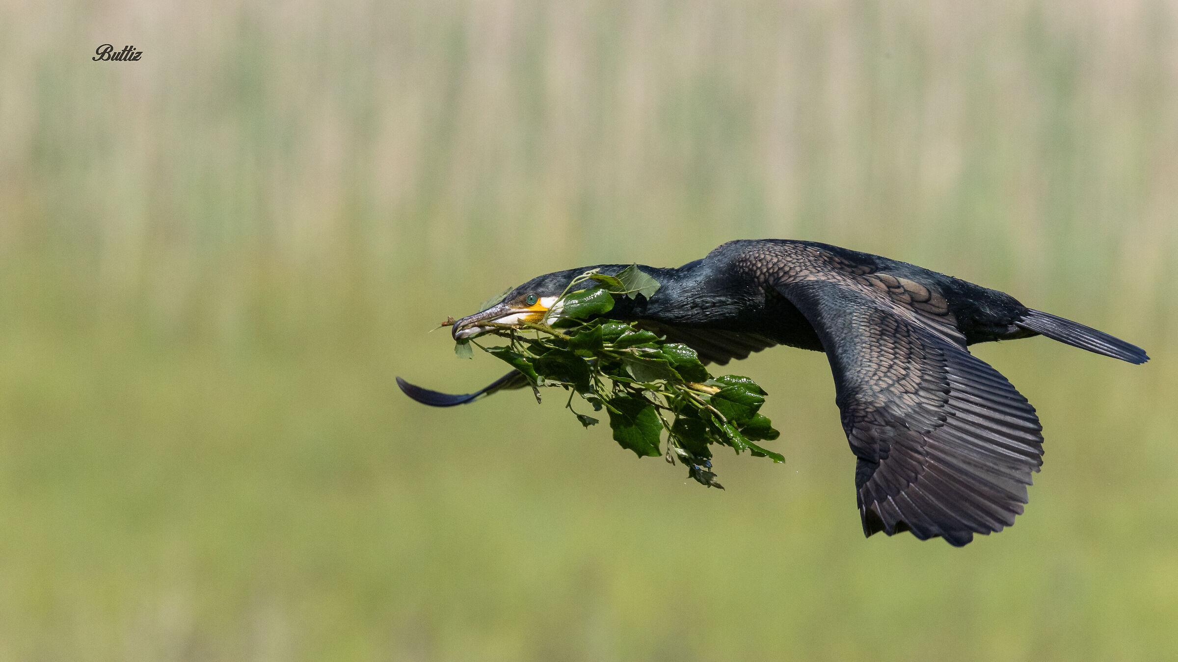 Cormorano