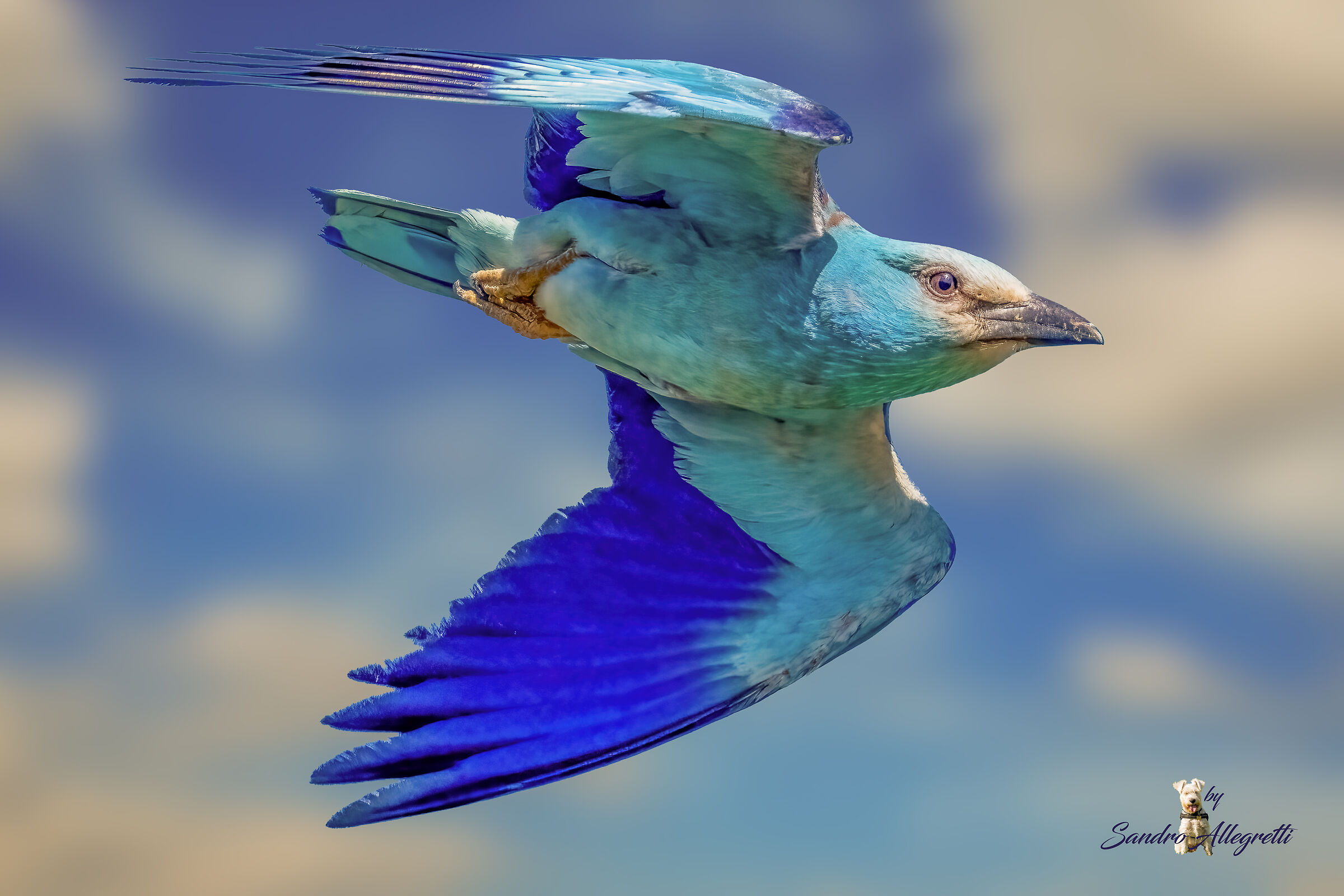 European jay (Coracias garrulus)