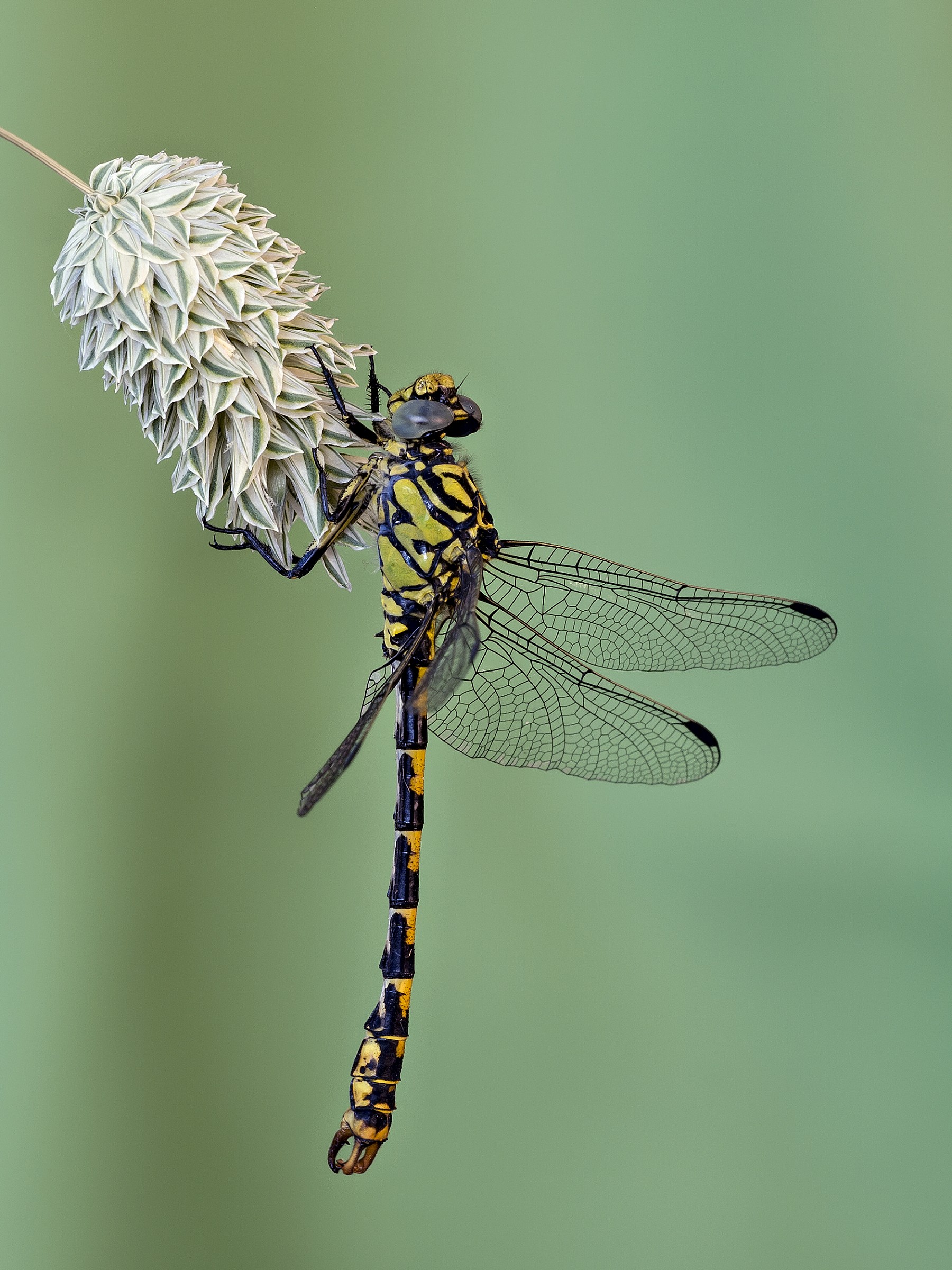 Onychogomphus uncatus male (Charpenteie, 1840)