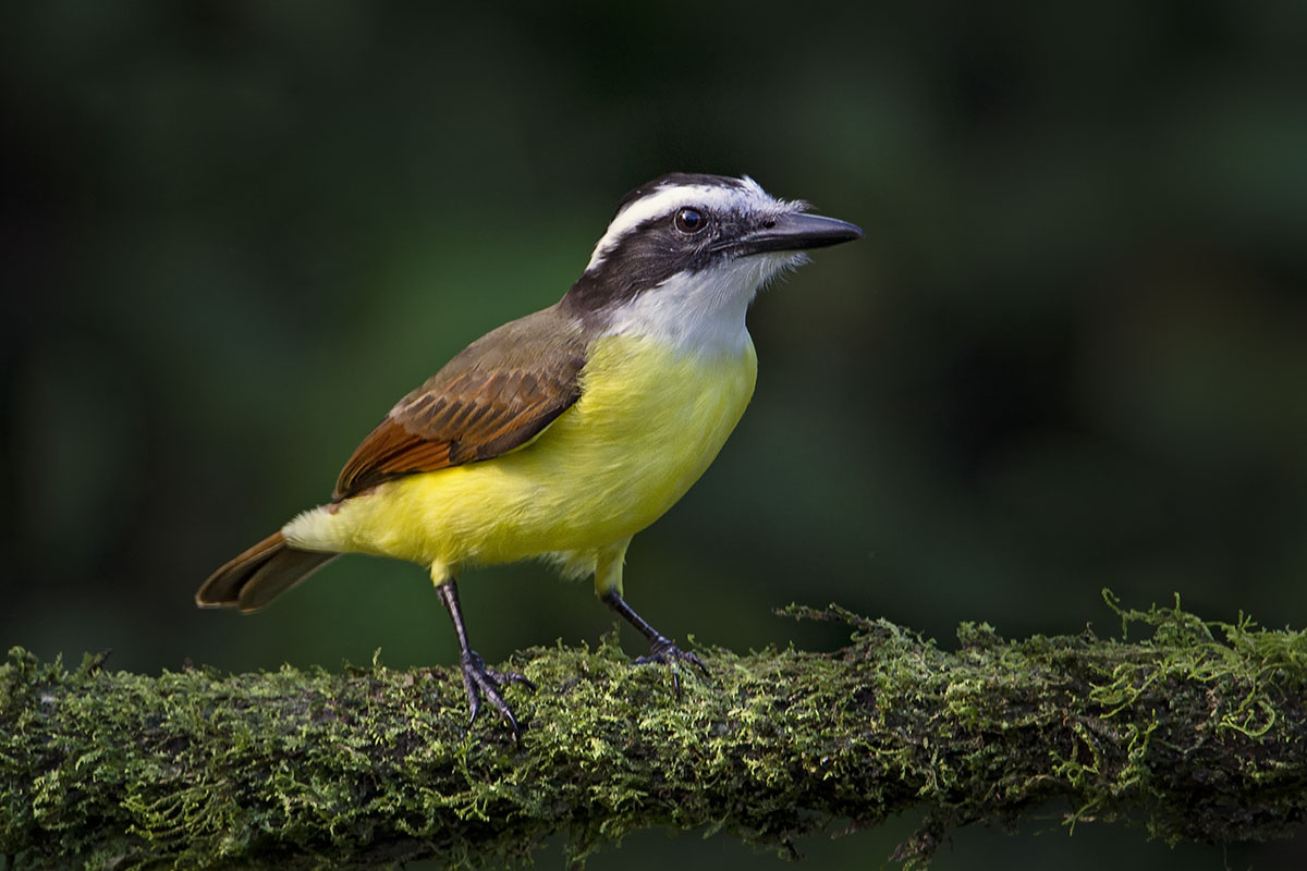 Ottimo kiskadee