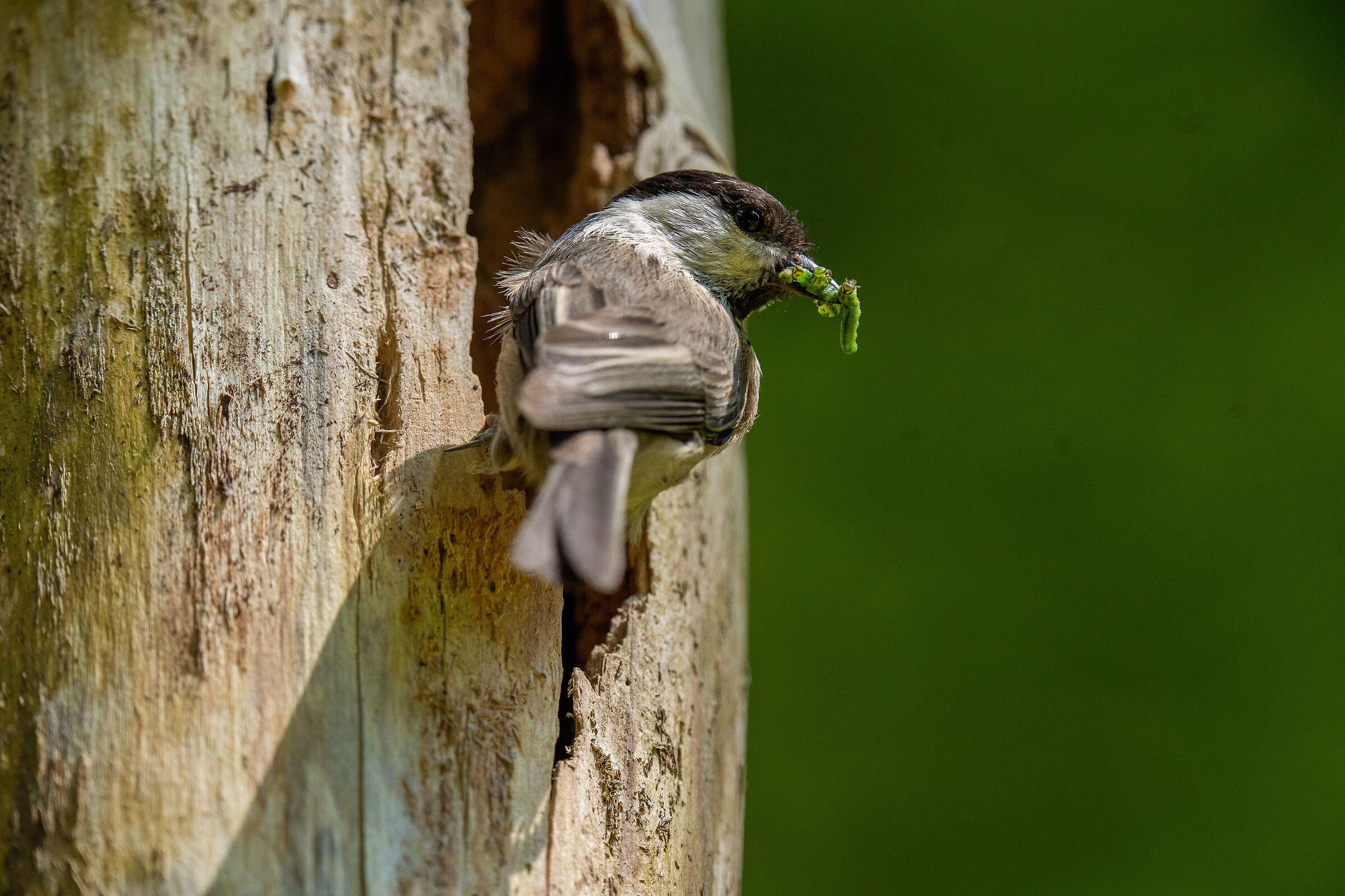 cincia mora al nido con la spesa