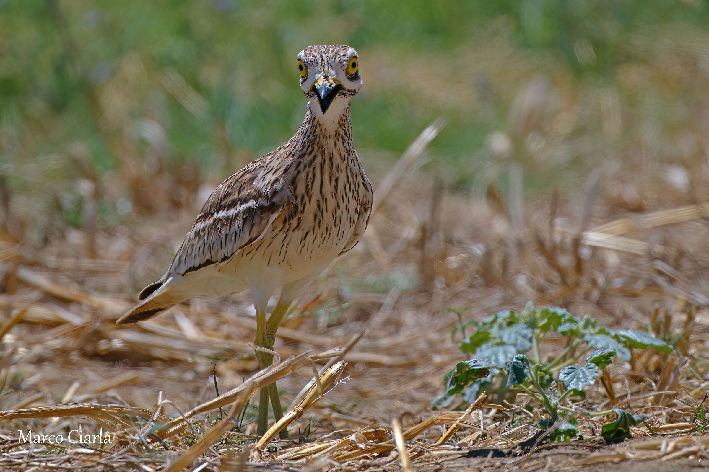 Curlew (Burhinus oedicnemus)