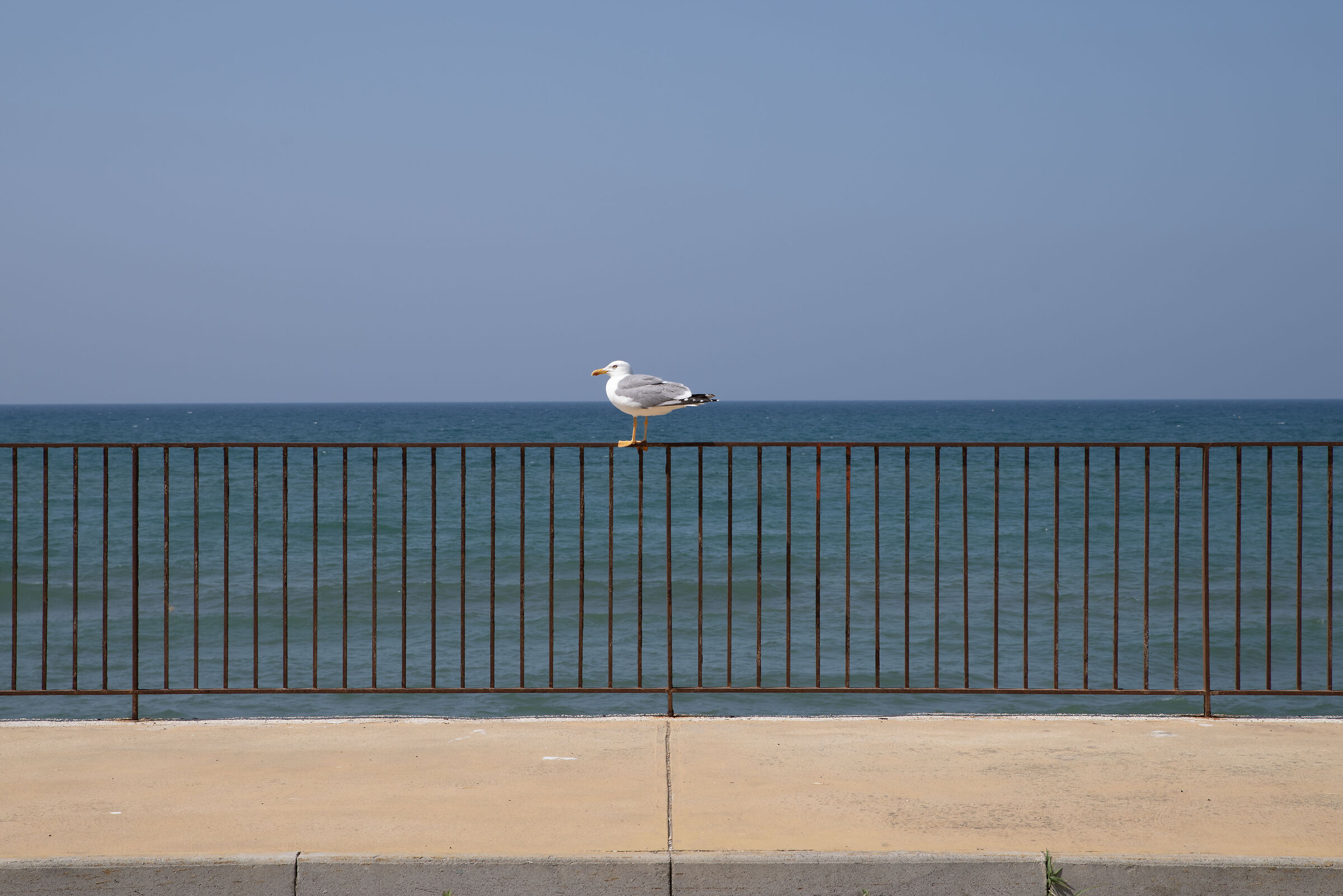 The solitary tightrope walker.