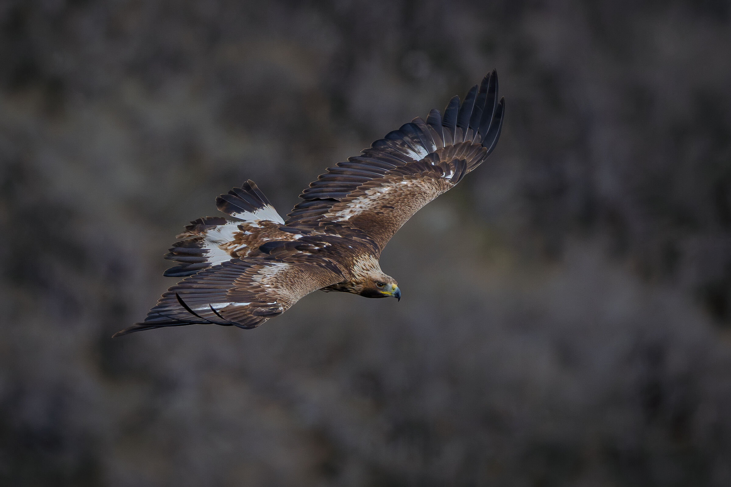 Aquila reale 3° cy ambientata