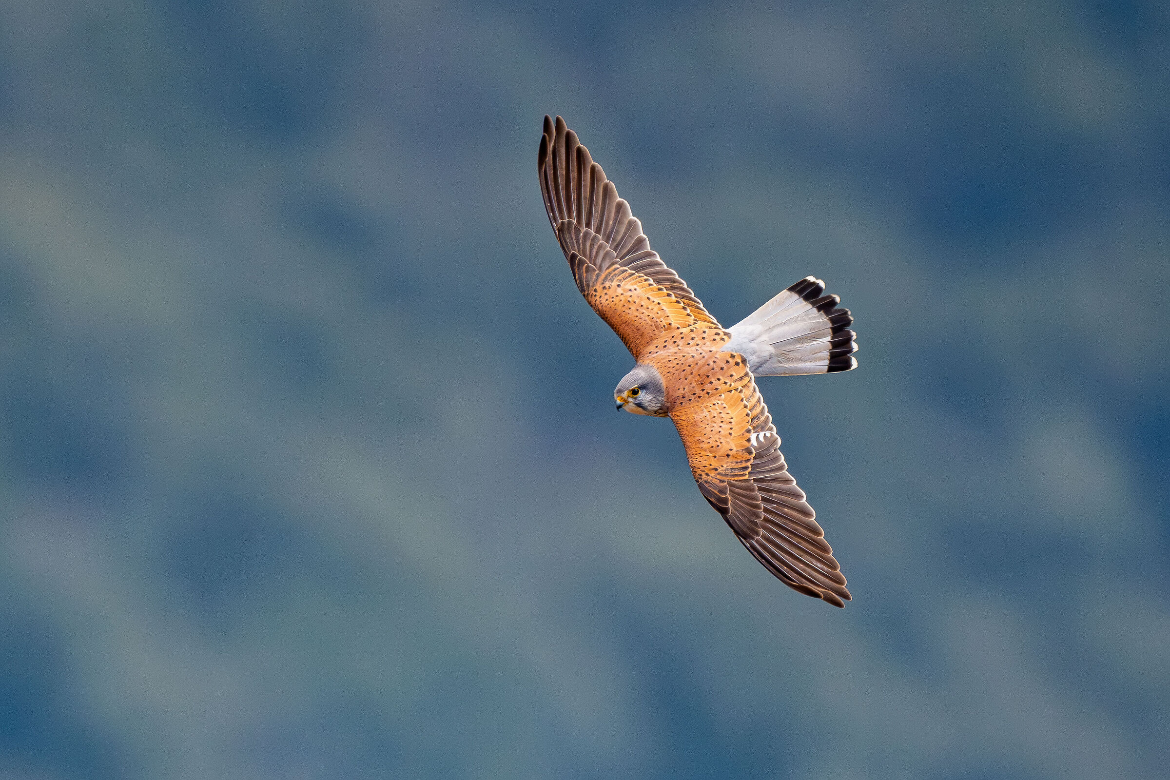 Male kestrel set from above