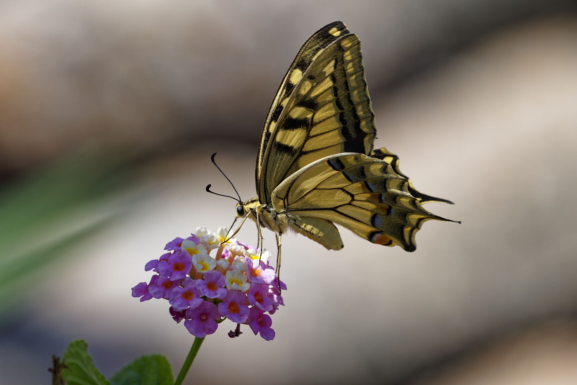 Papilio Machaon