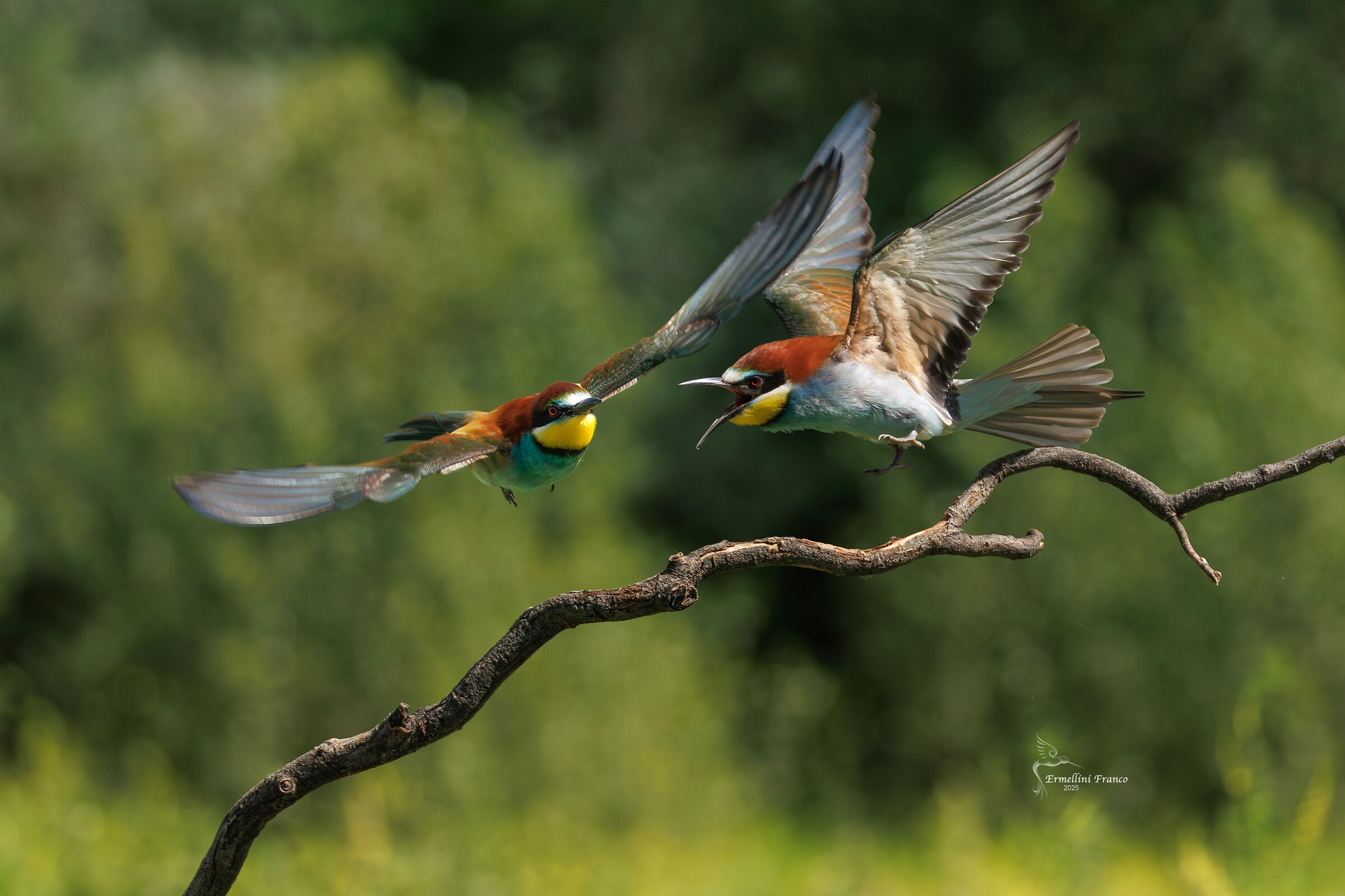 Bee-eaters
