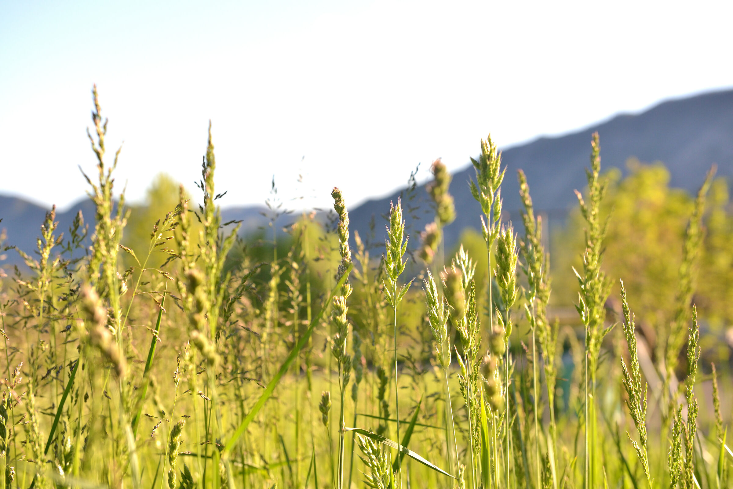Seeds in the sun