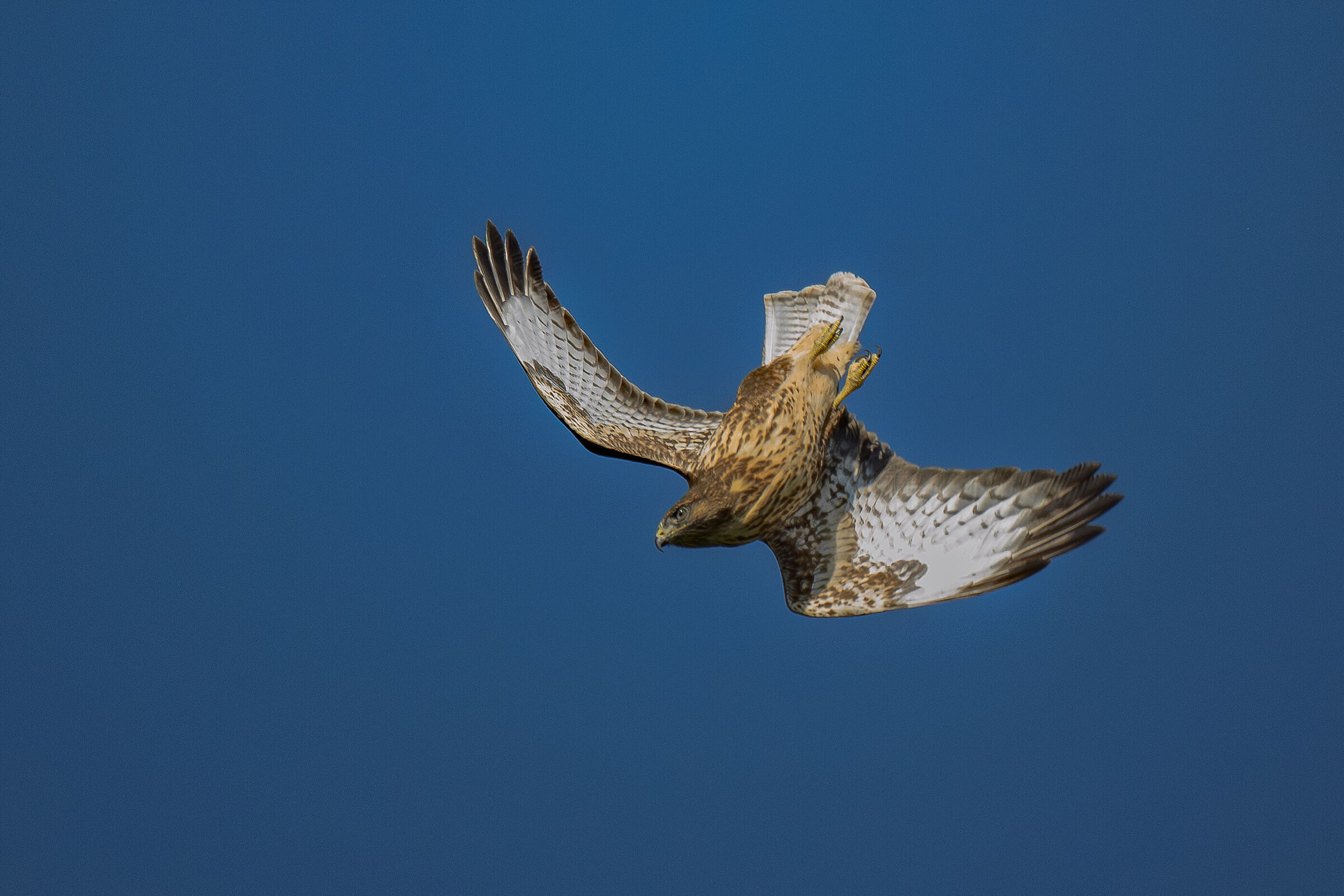 The style exercise of the young buzzard