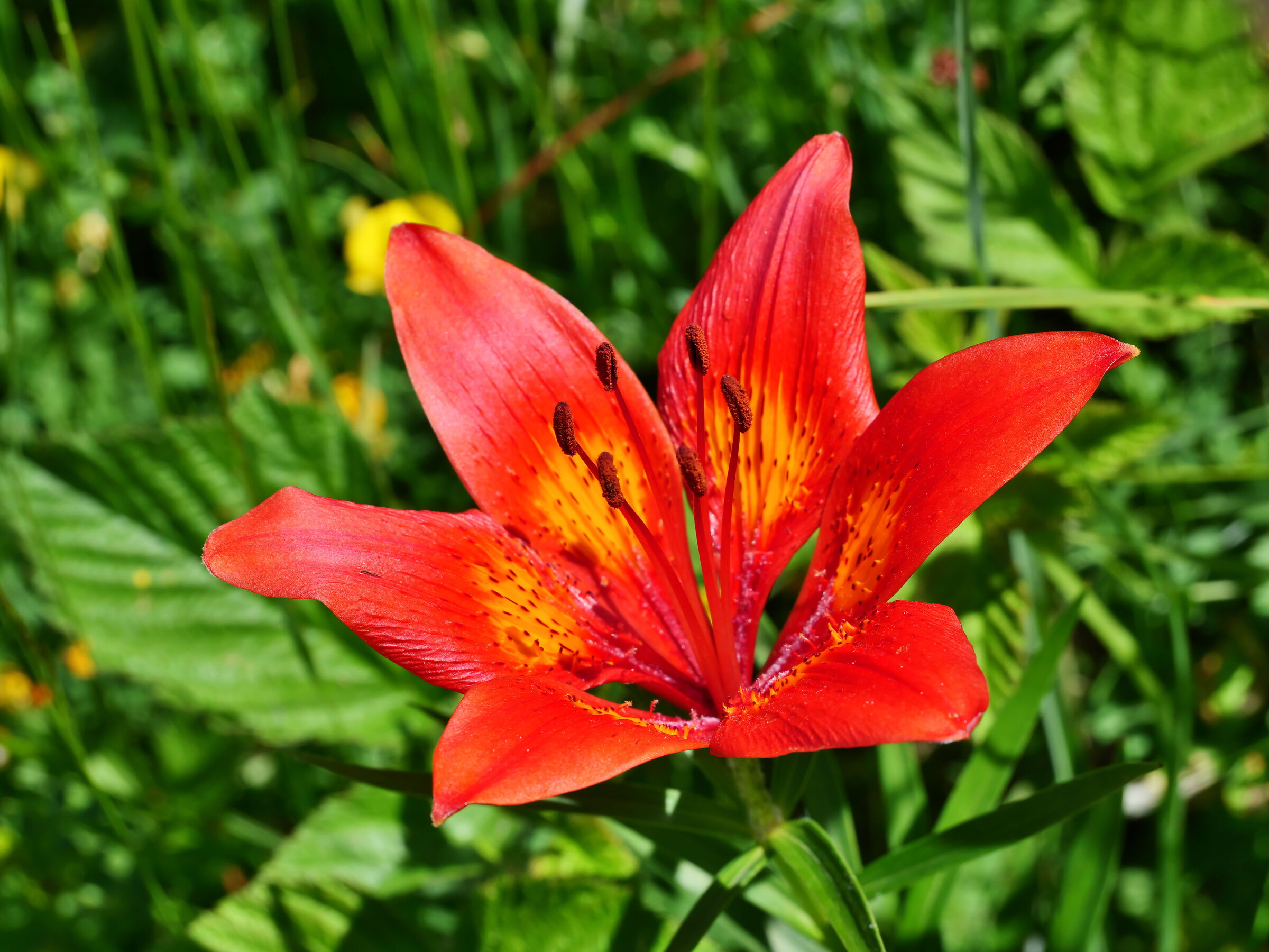 Red Lily