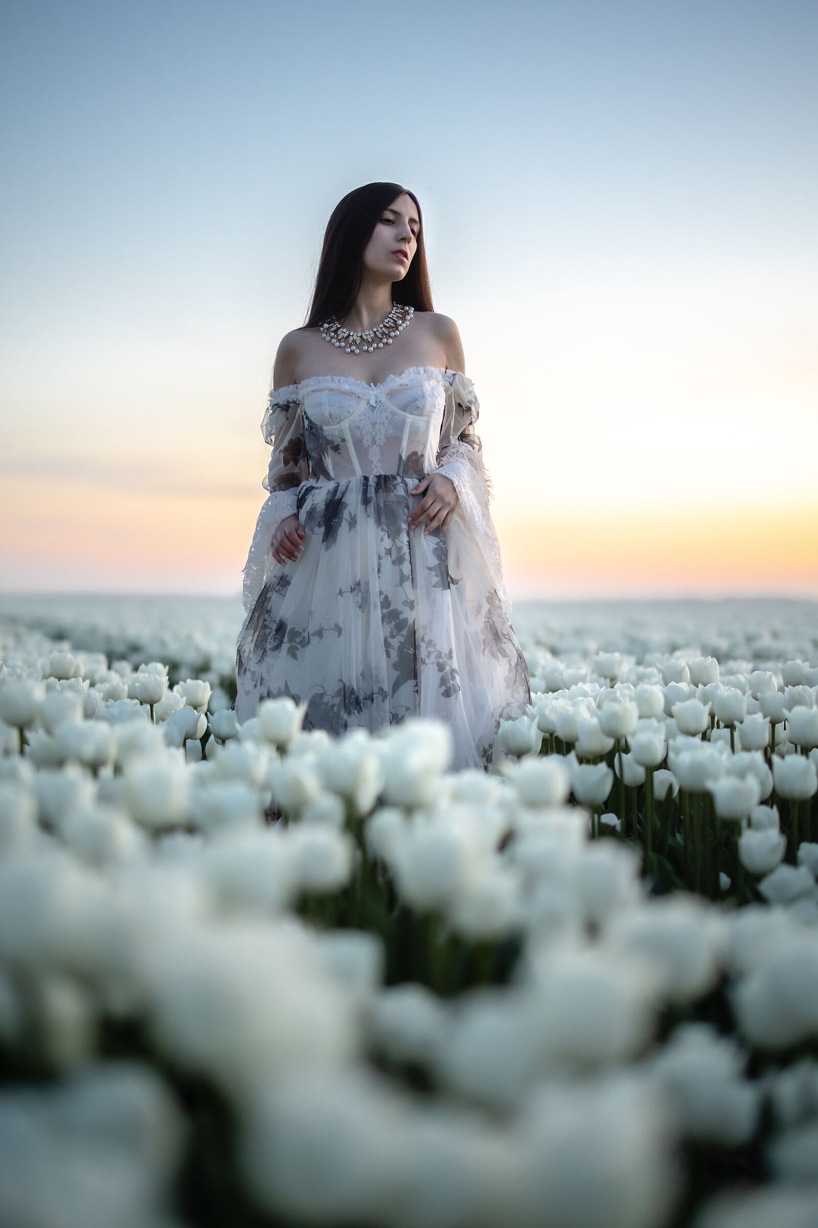 Tulips
