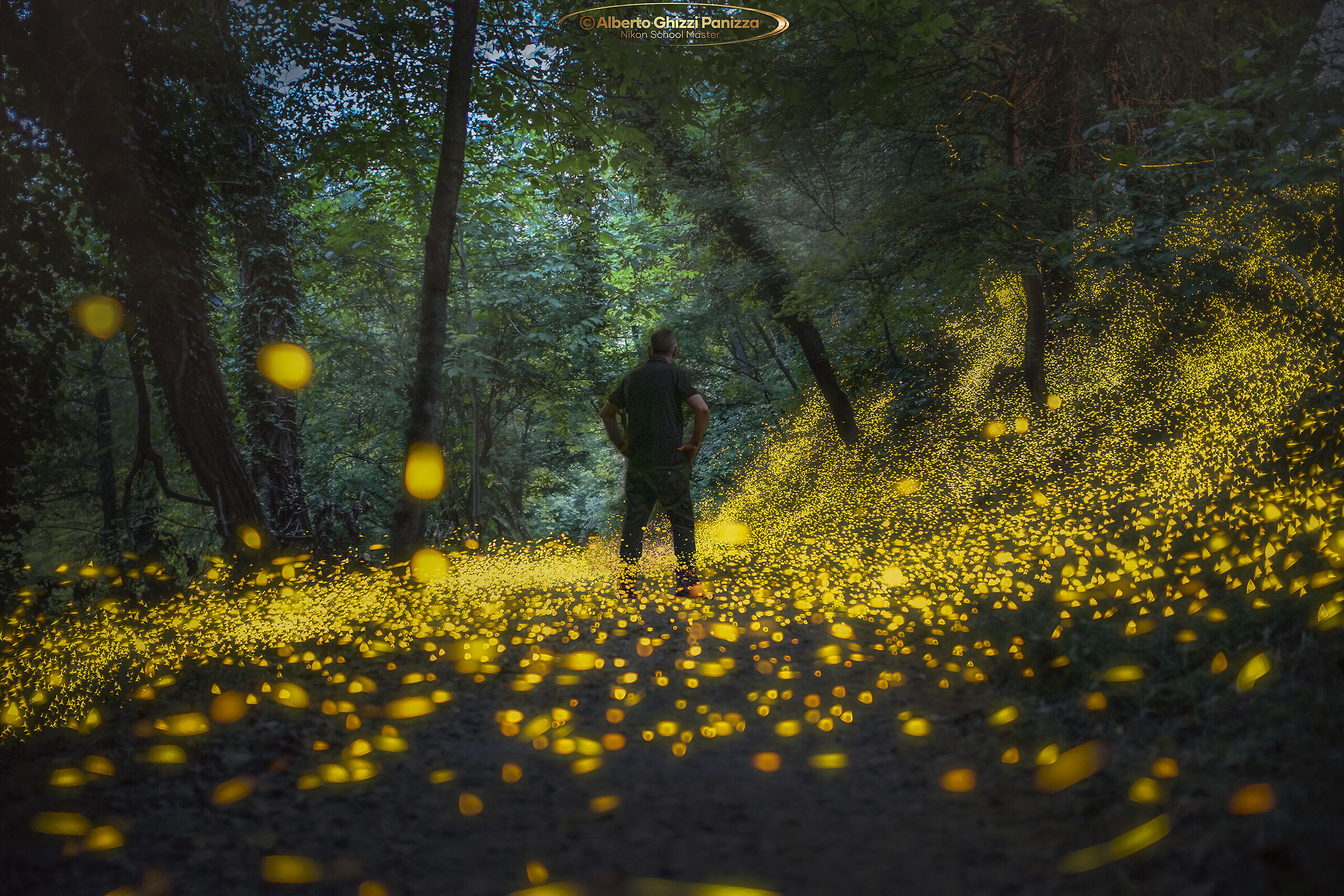 Among the fireflies