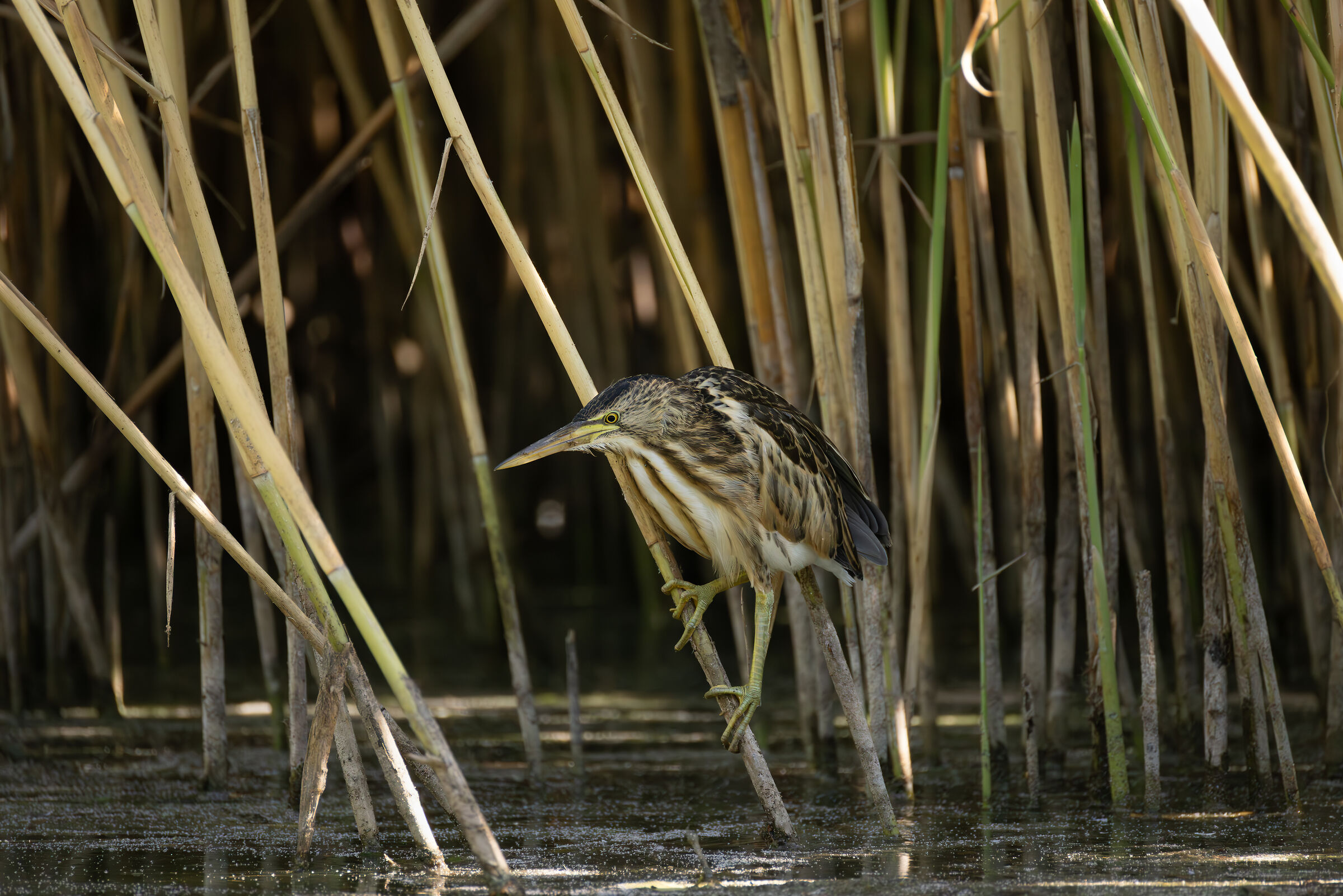 Little Bittern in HD
