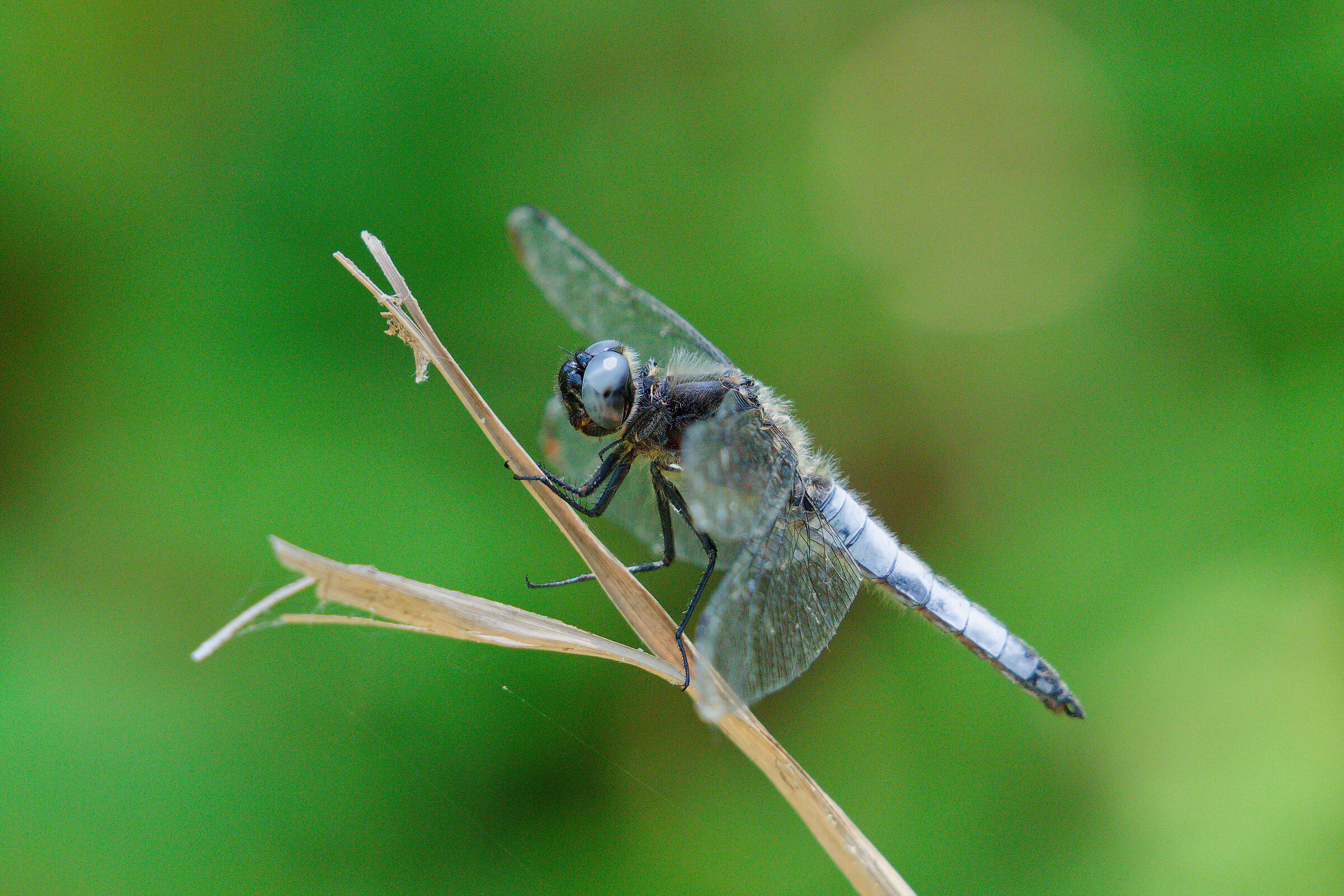 Dragonfly