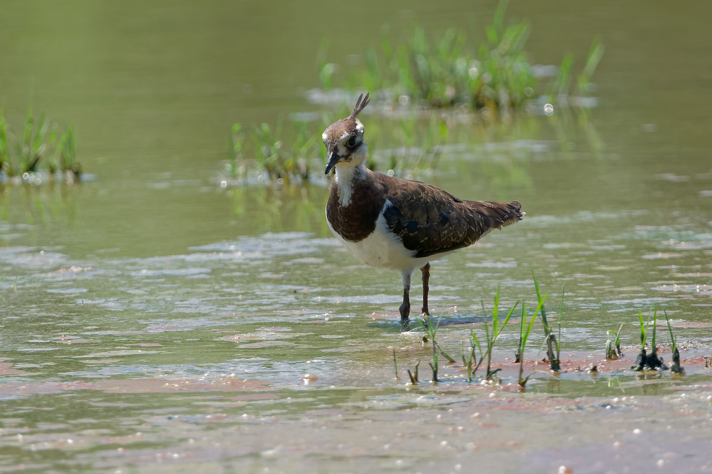 with the paws in the cool