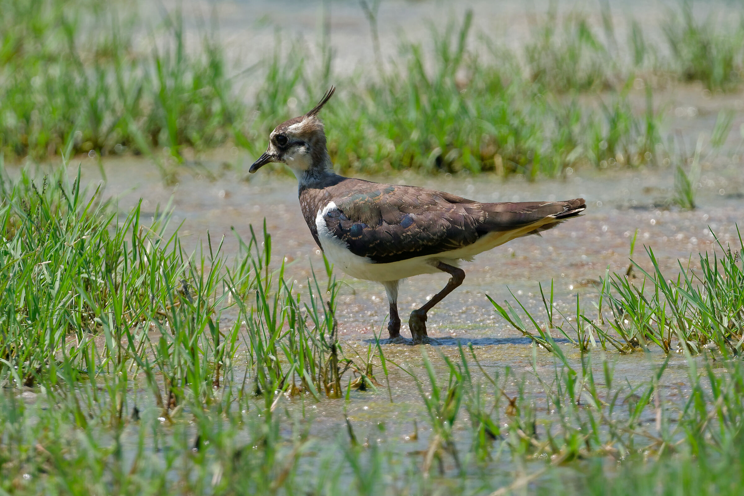 with legs in the cool II