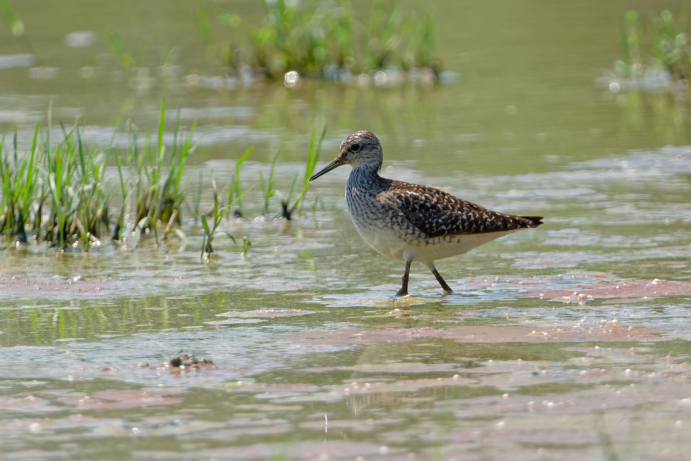with legs in the water III