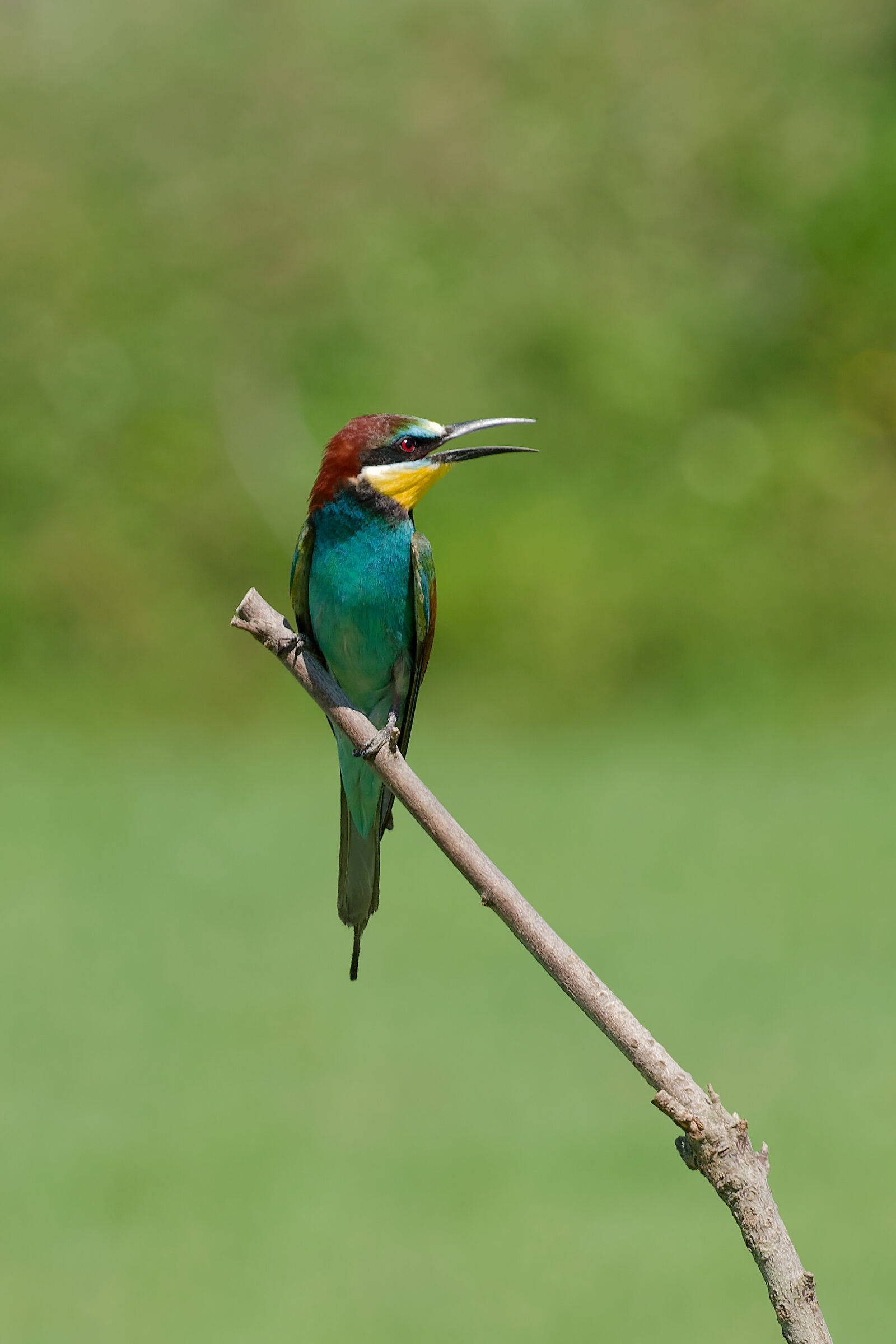 bee-eater