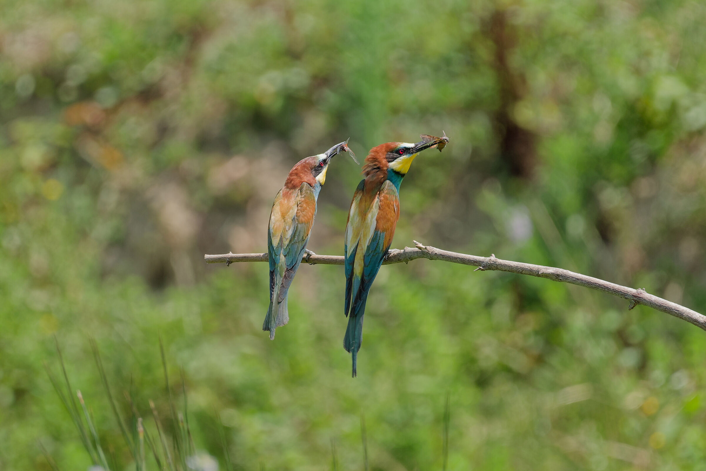 bee-eaters with prey