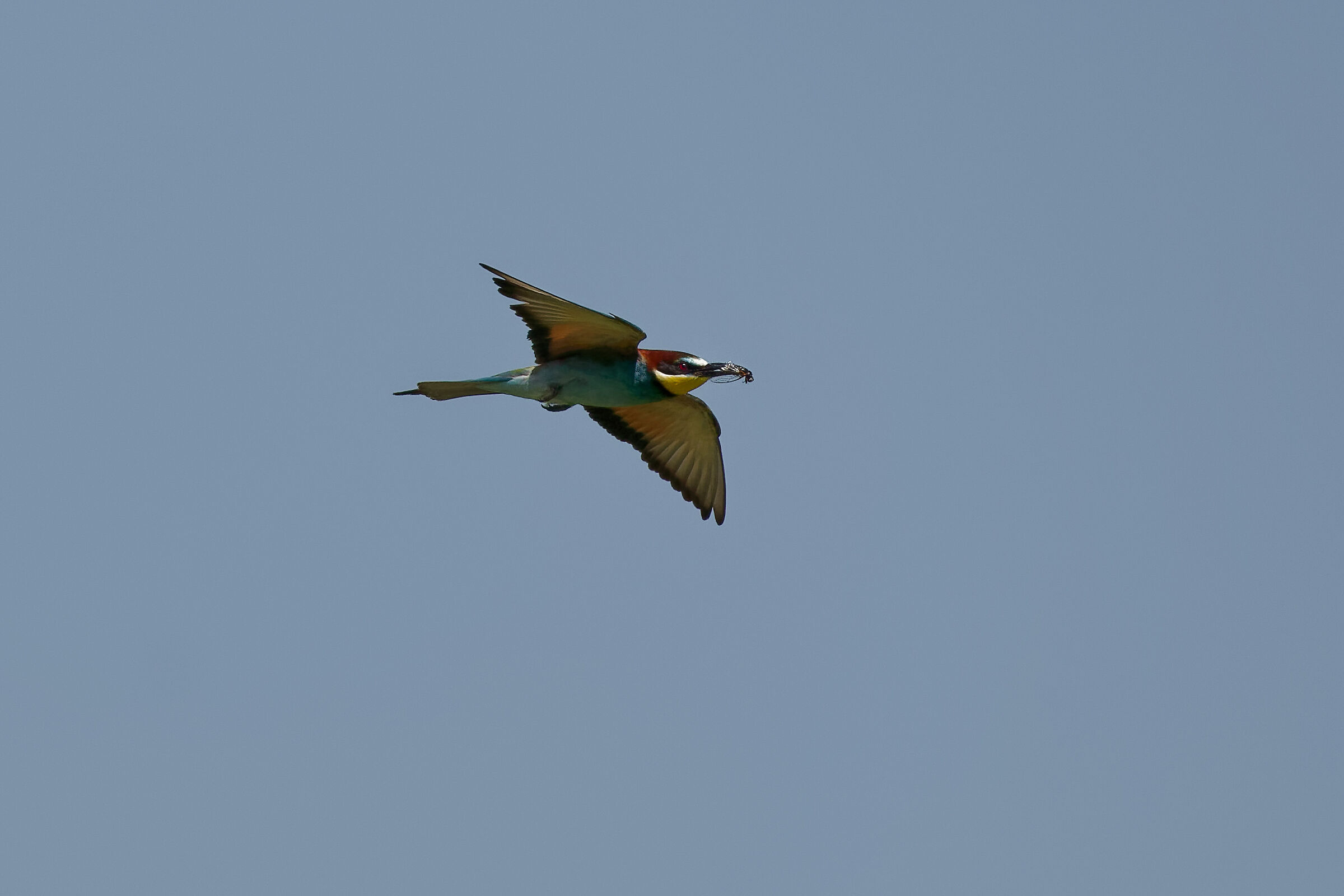bee-eater in flight with prey