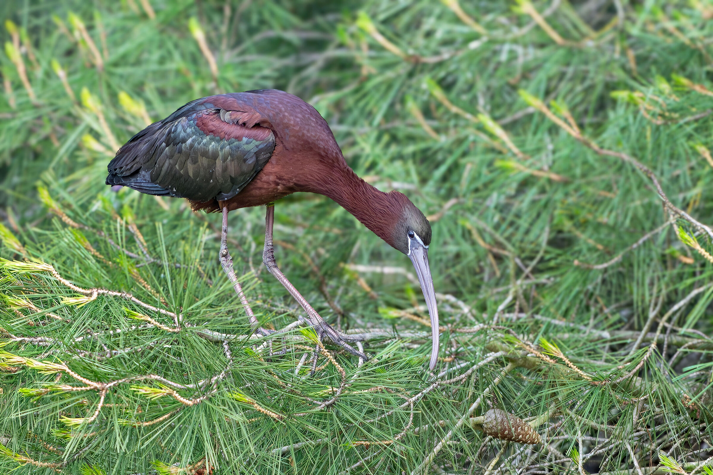 Glossy ibis