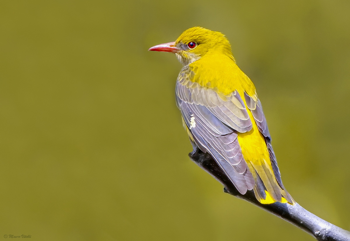 Golden Oriole (Oriolus oriolus)