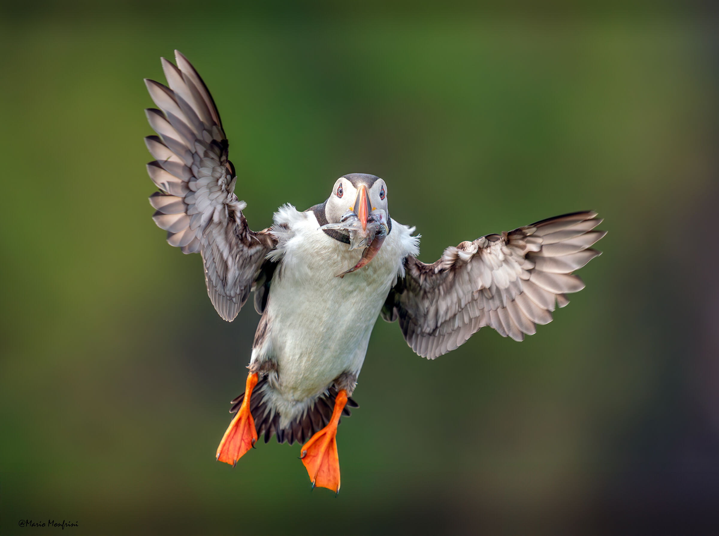 The puffin