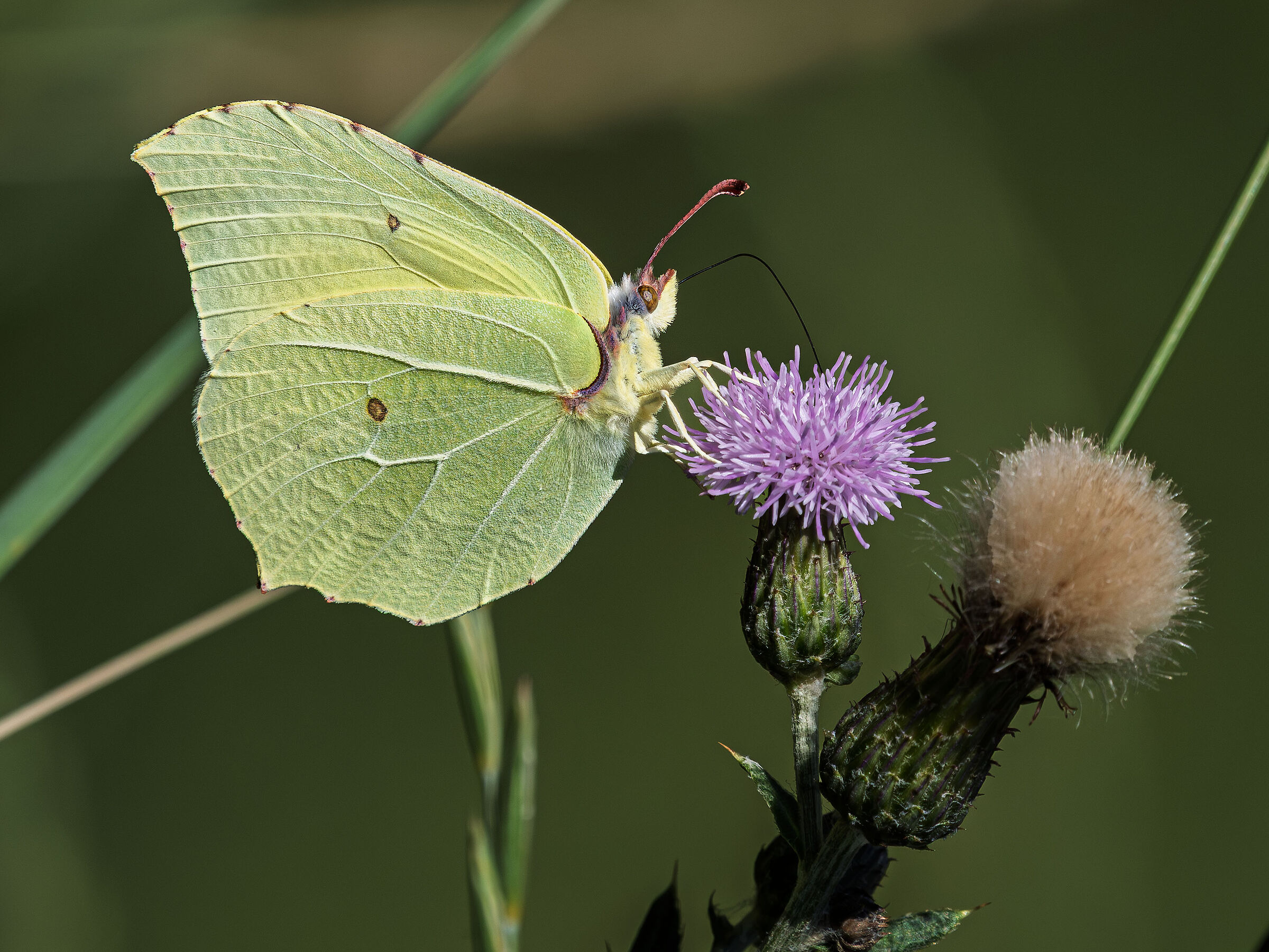 Gonepteyx rhamni