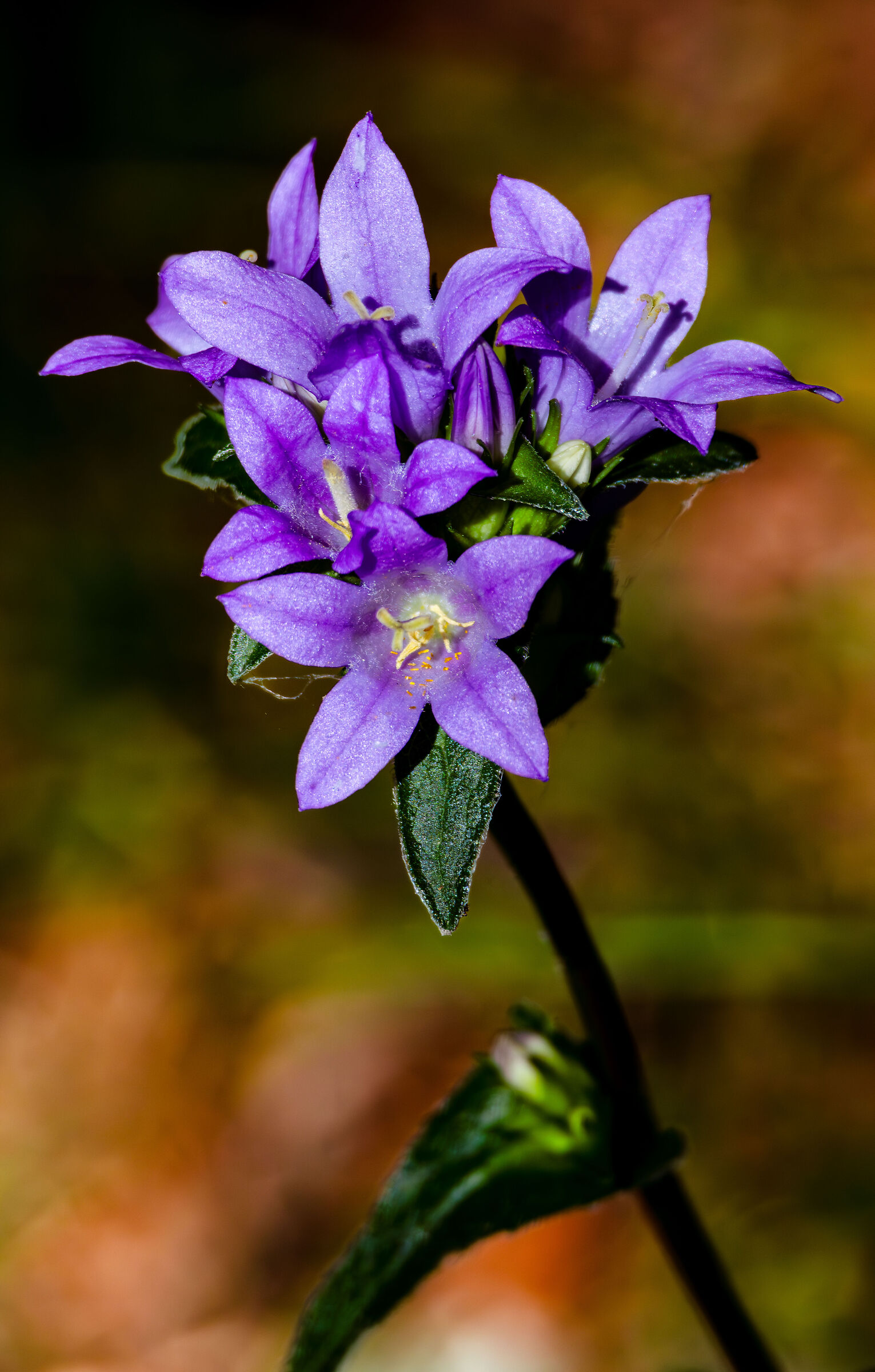 Campanula glomerata